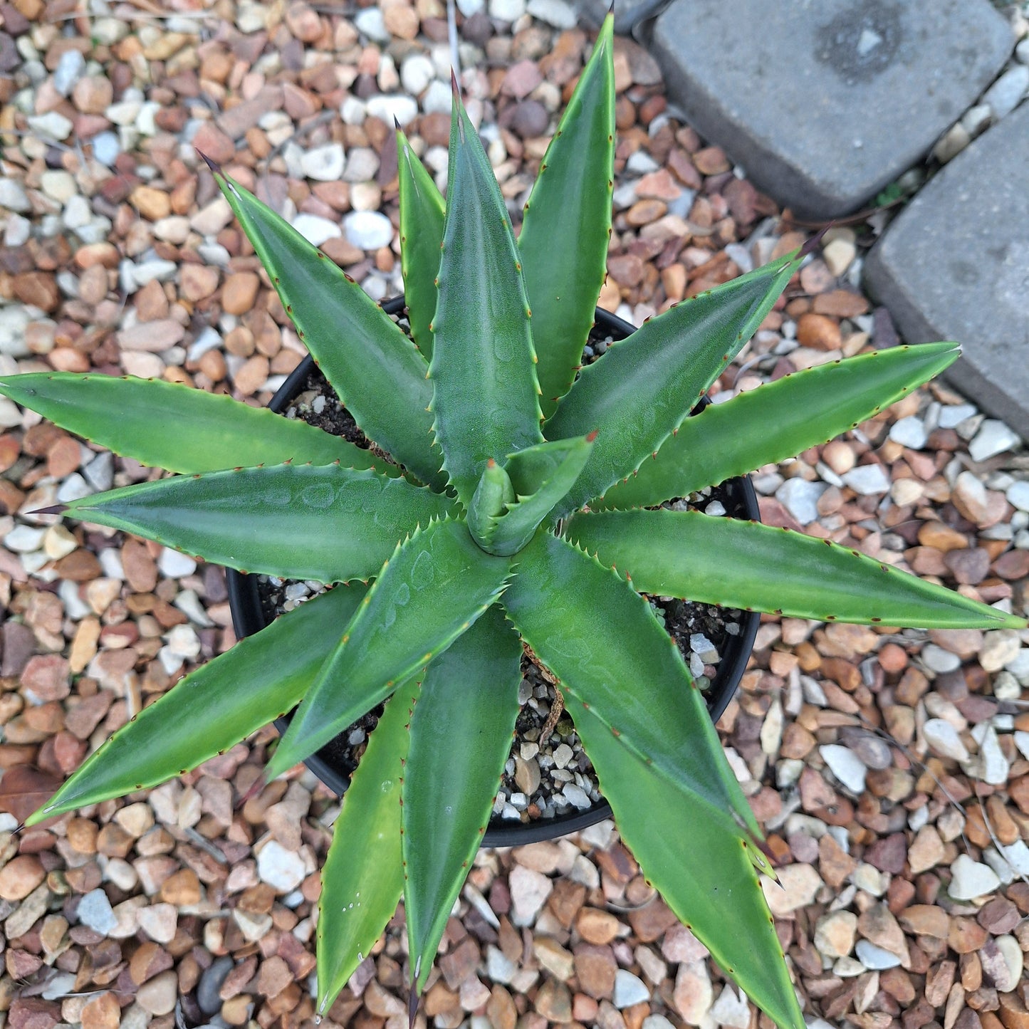 Agave Decipiens
