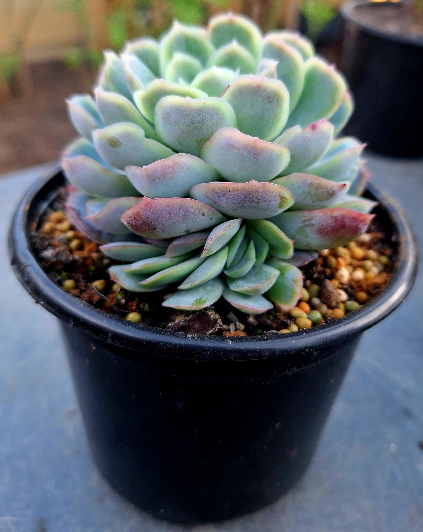Echeveria Elegance
