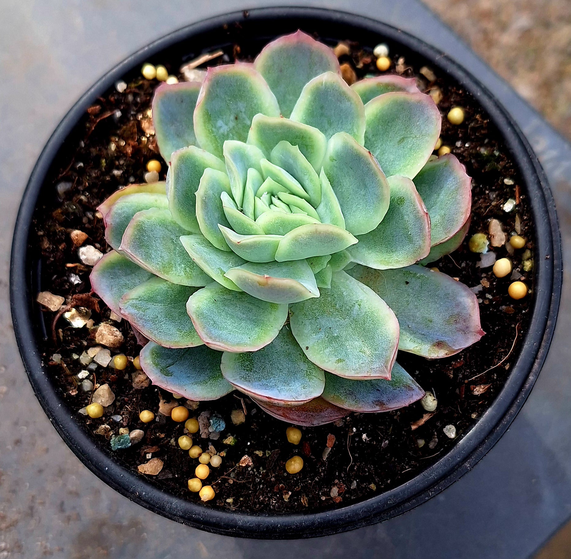 Potted succulent plant with green and pink leaves on a neutral background