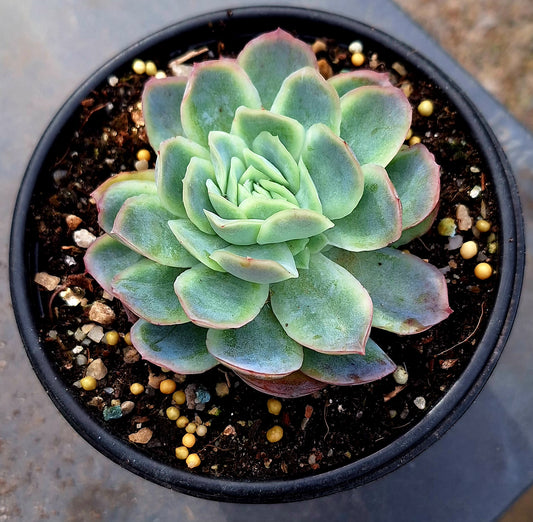 Potted succulent plant with green and pink leaves on a neutral background