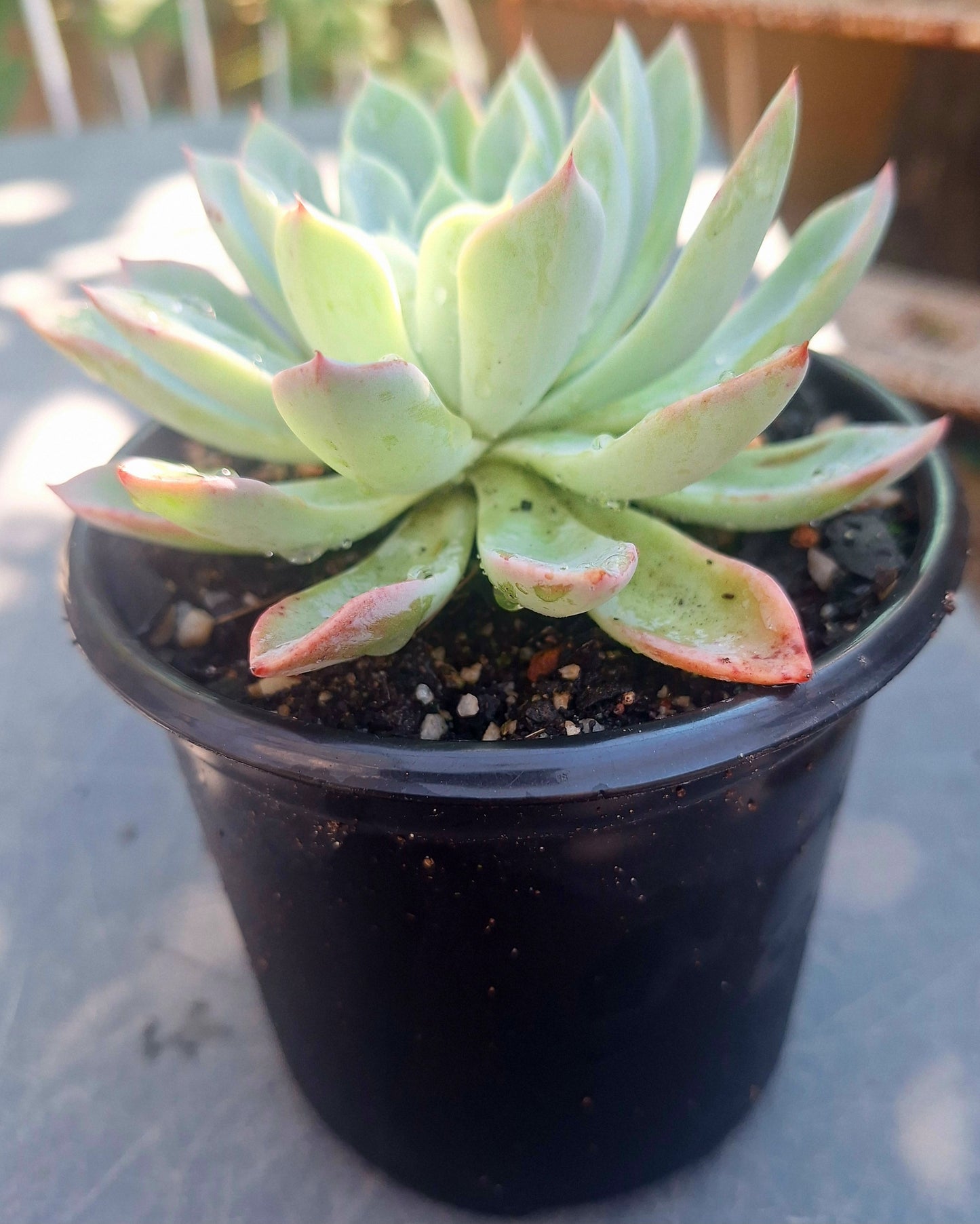 Echeveria Violet Queen