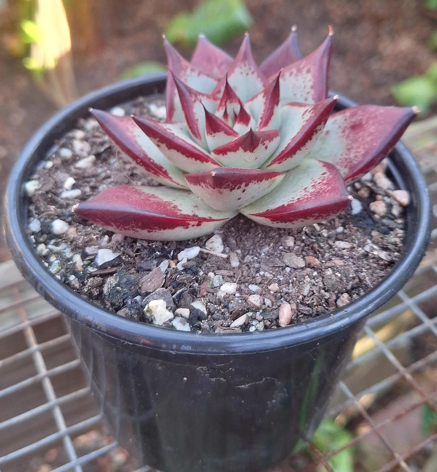 Echeveria Agavoides Ebony Red Juice