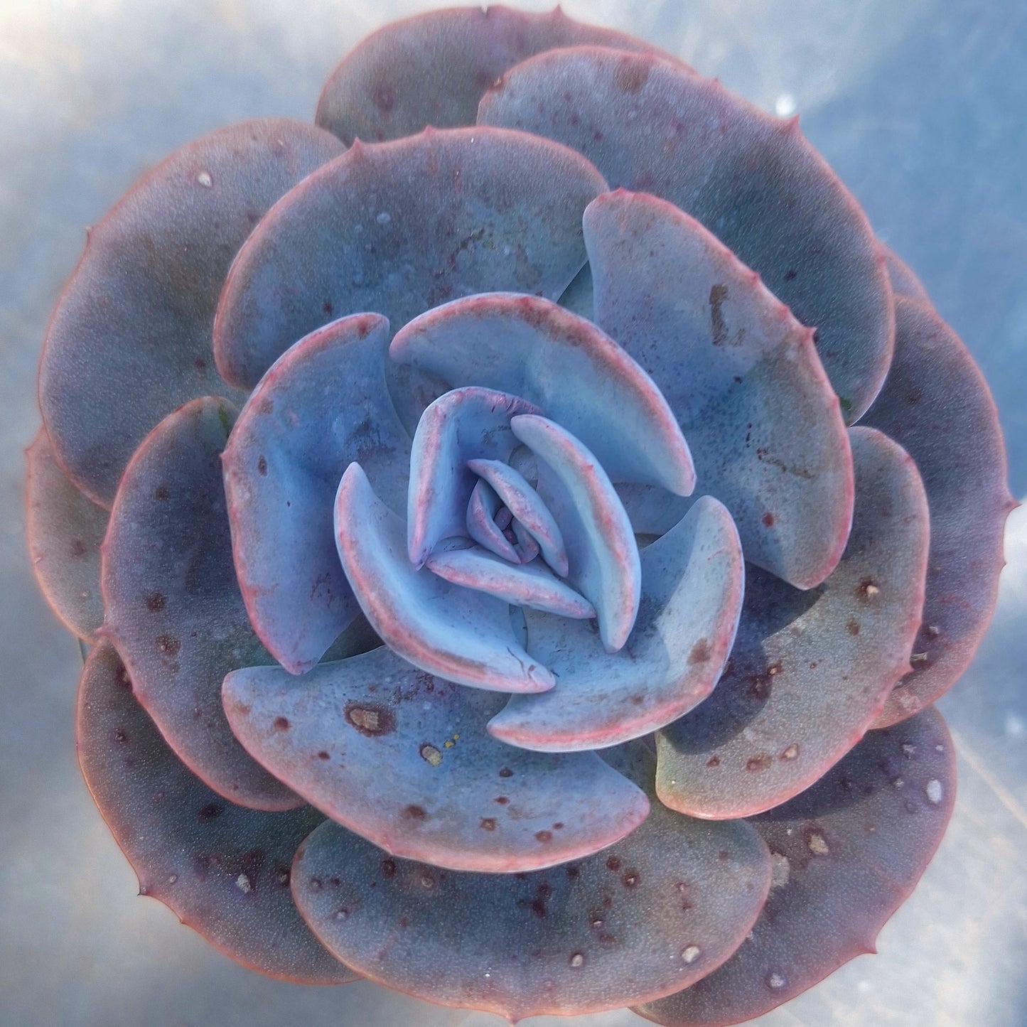 Echeveria Dusty Rose