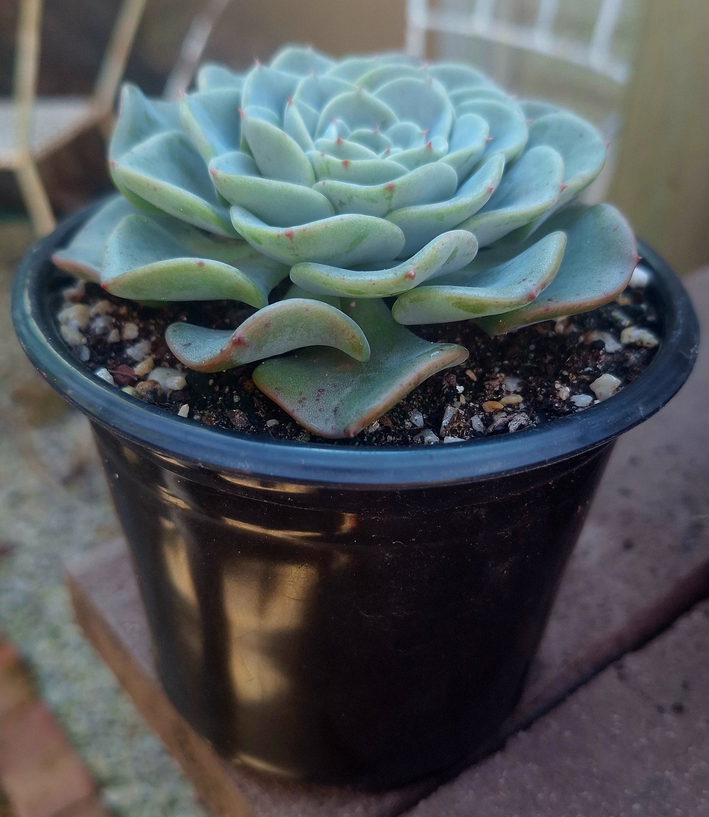 Echeveria Swirl