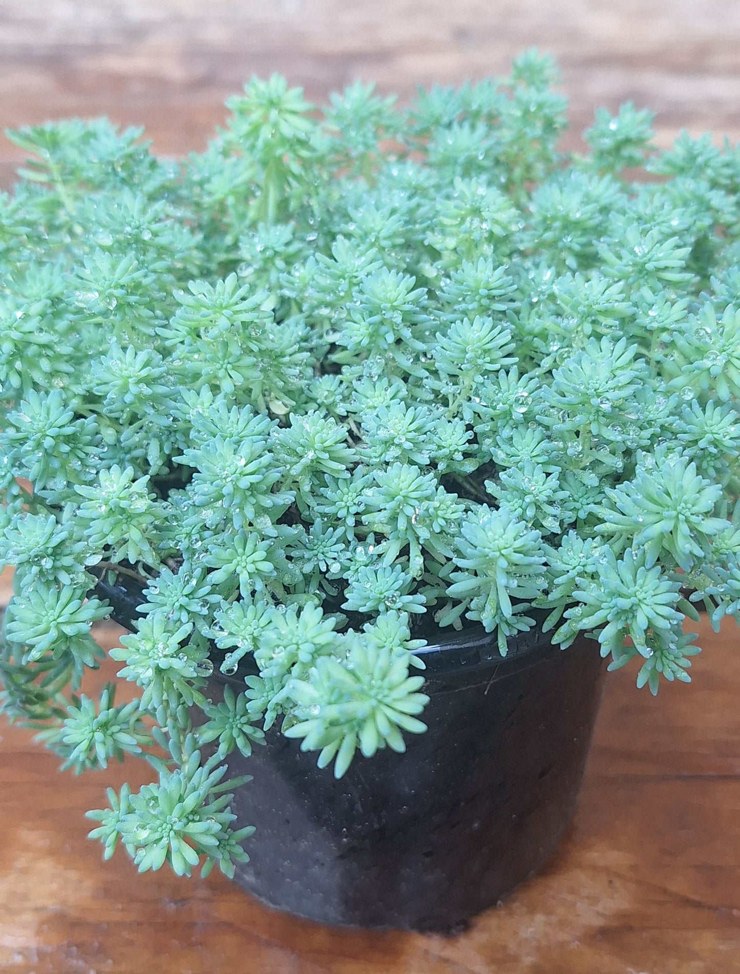 Sedum Stonecrop