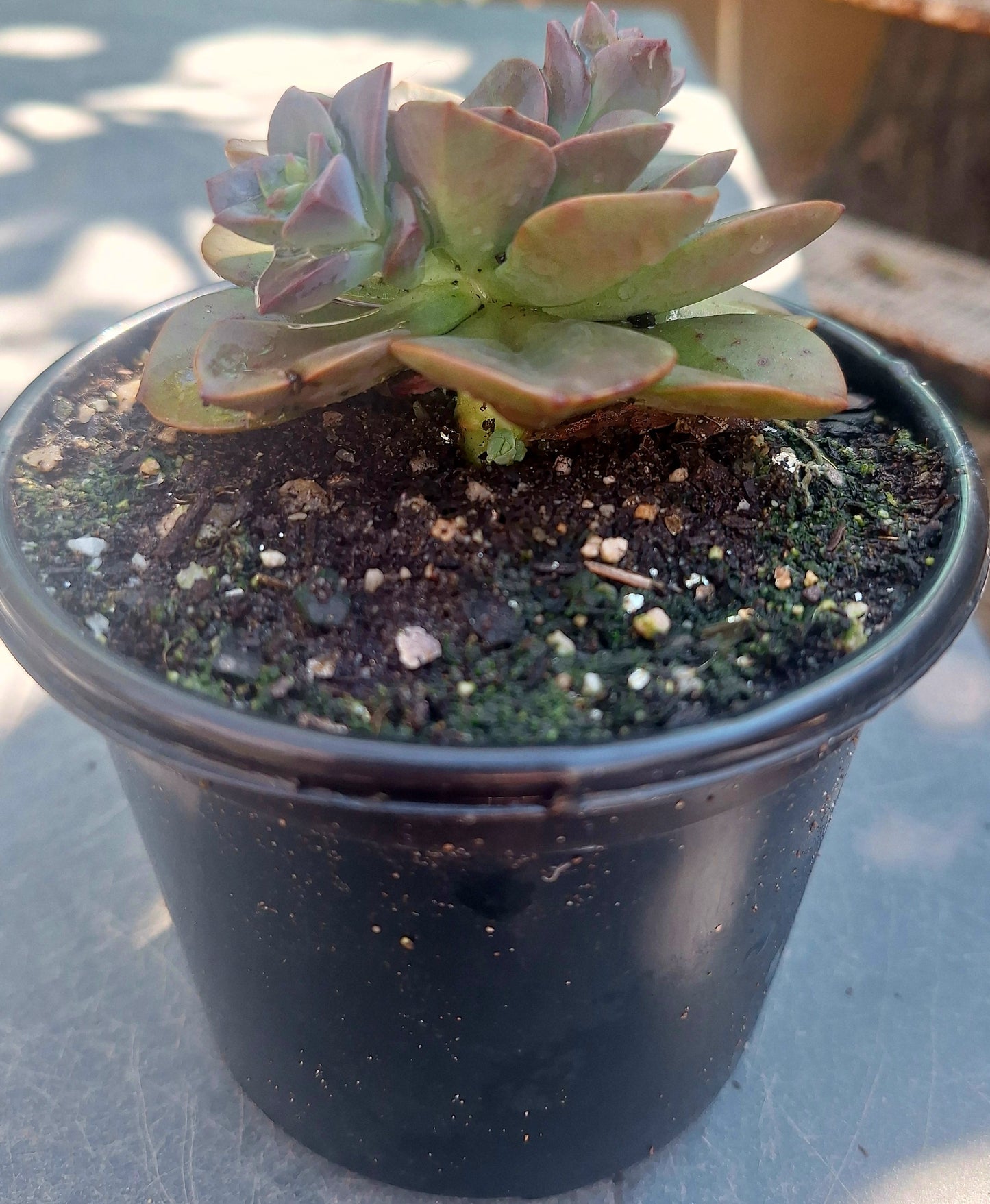 Echeveria Melaco