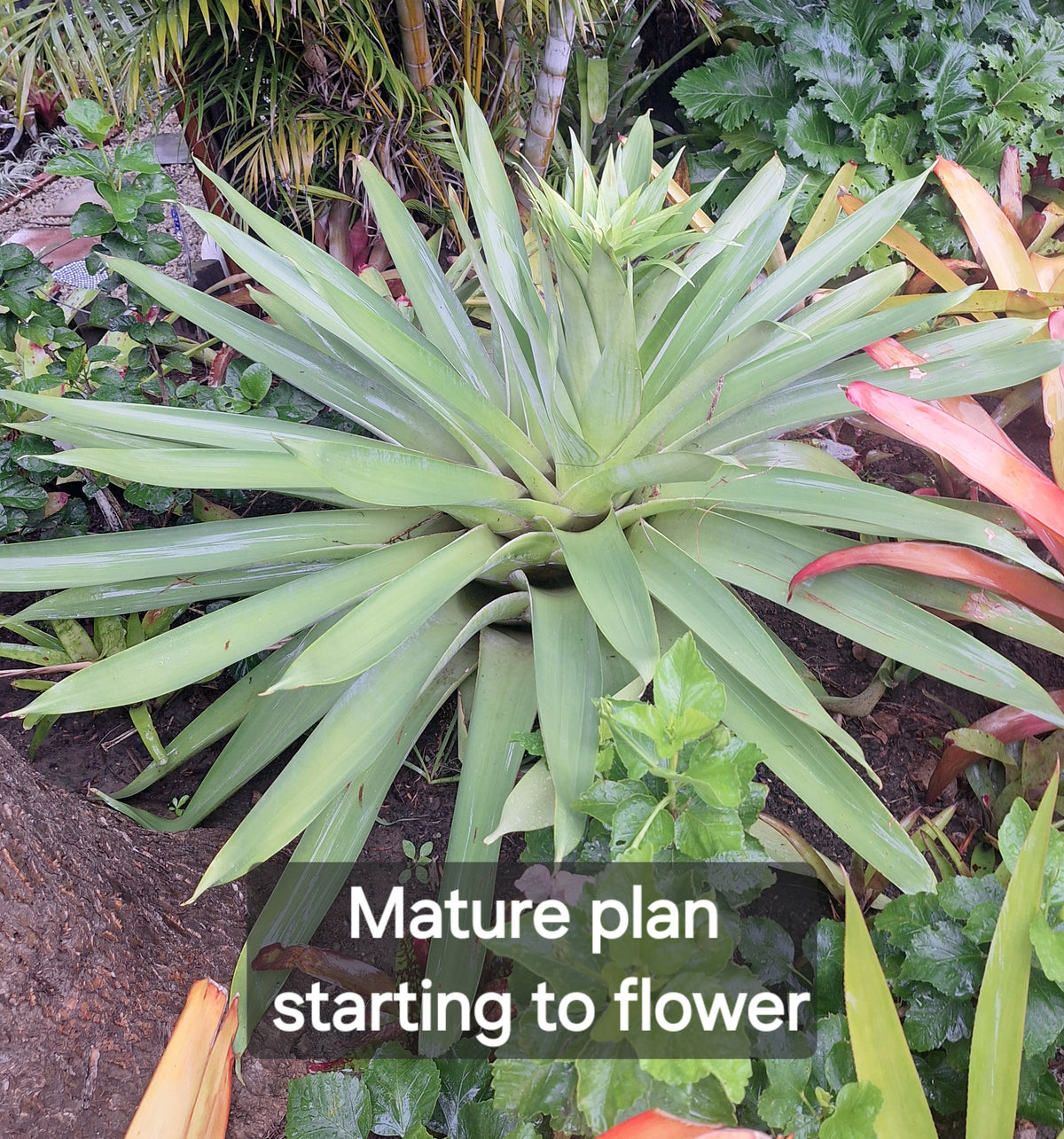Mature Alcantarea glaziouana Giant Alcantarea Bromeliad pushing a tall flower stalk, grown in South Africa | Botanical at Nine
