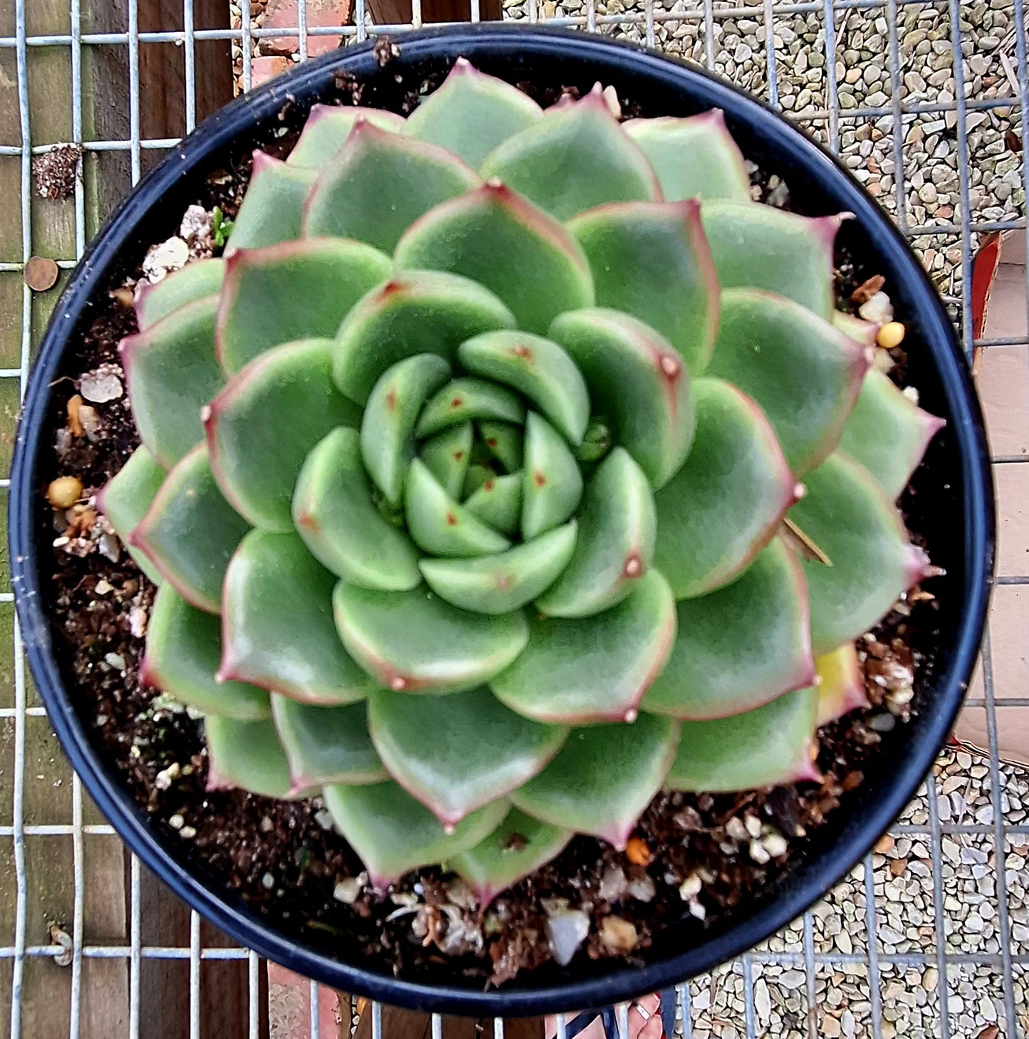 Agavoides SPP 5
