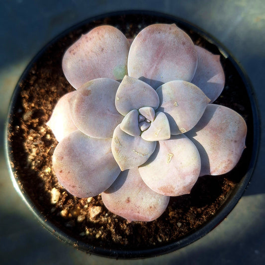 Echeveria Superbum