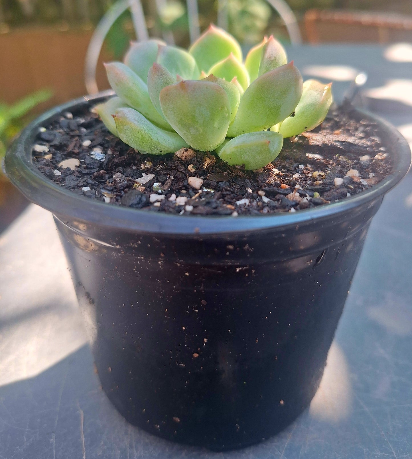Echeveria All Star