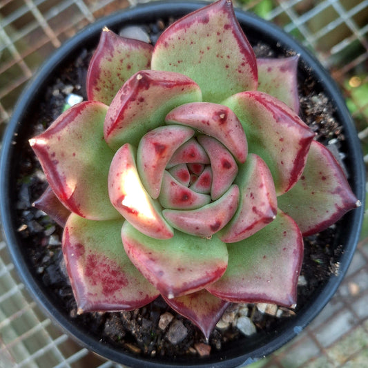 Echeveria Agavoides Red Spec
