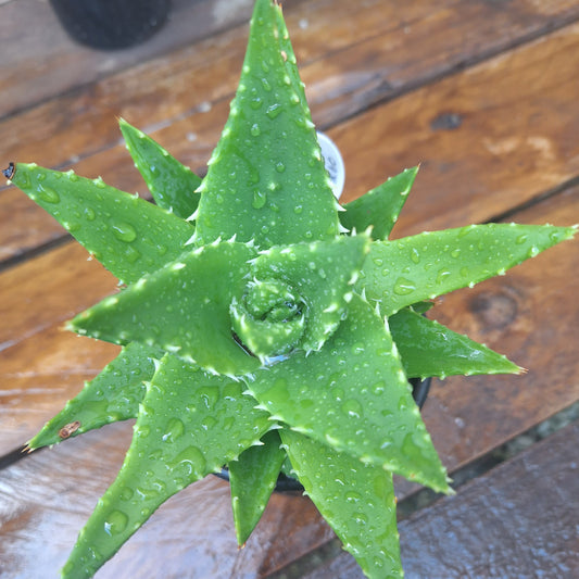 Aloe x Nobilis