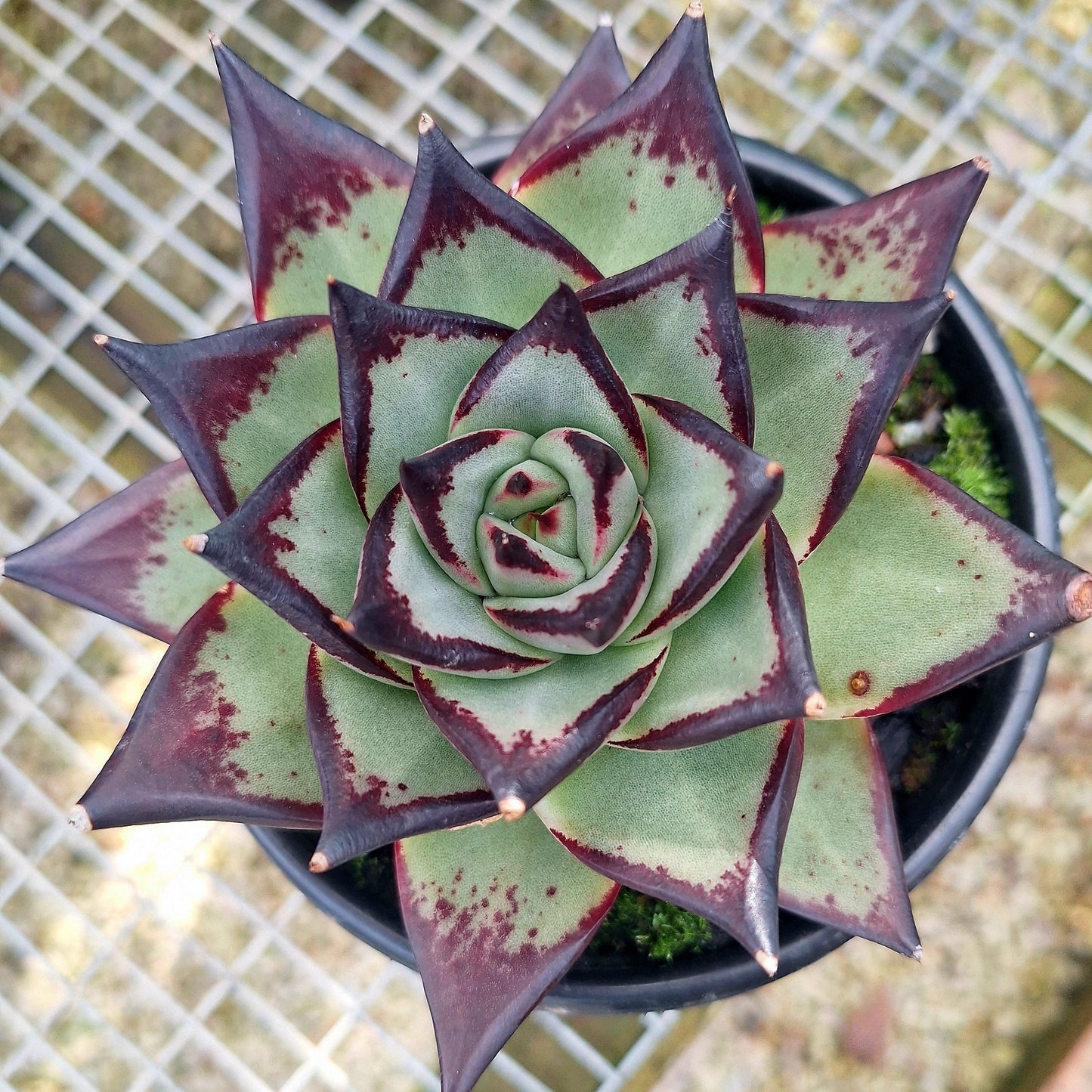 Echeveria Agavoides Ebony Black Juice Rare