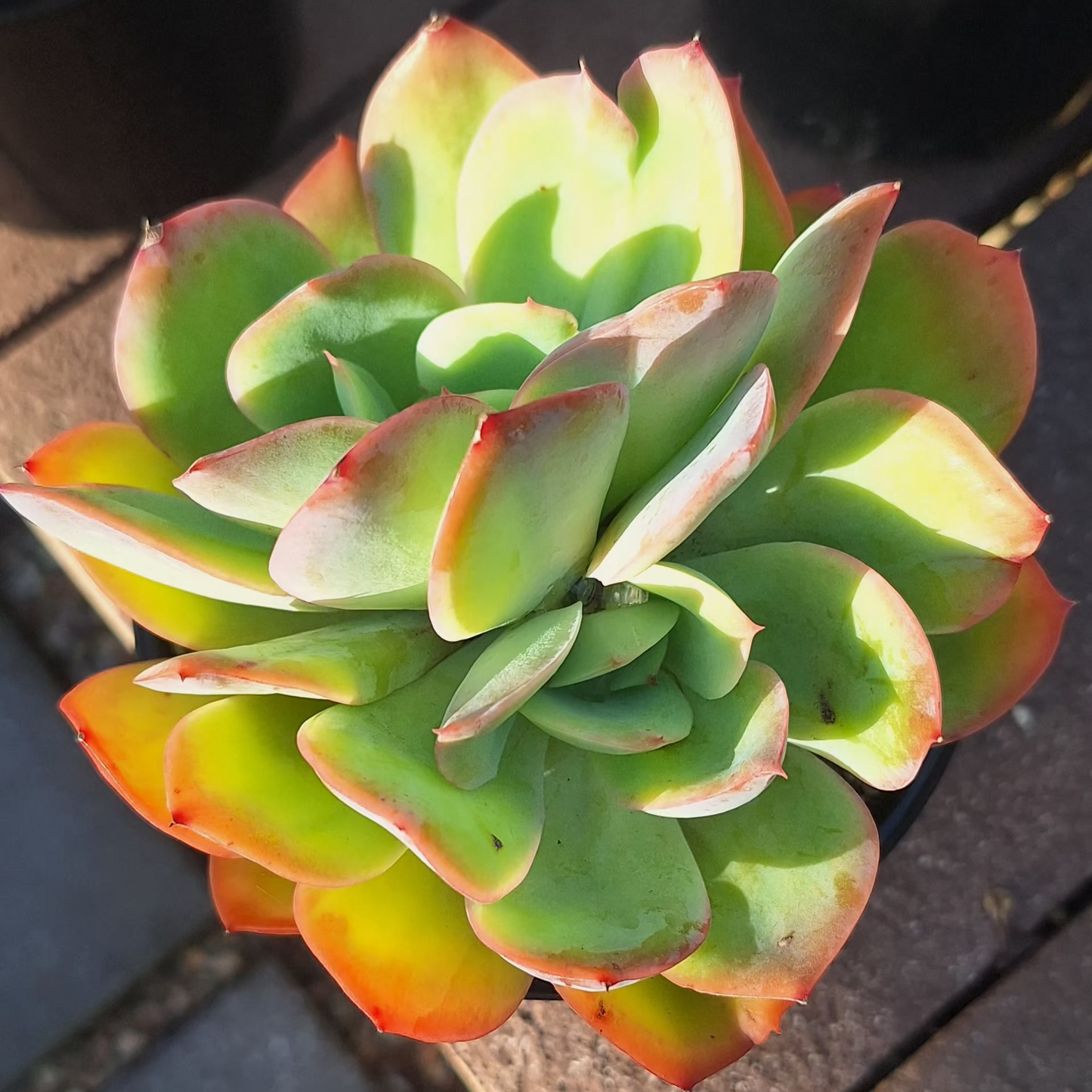 Echeveria Luella | Rare