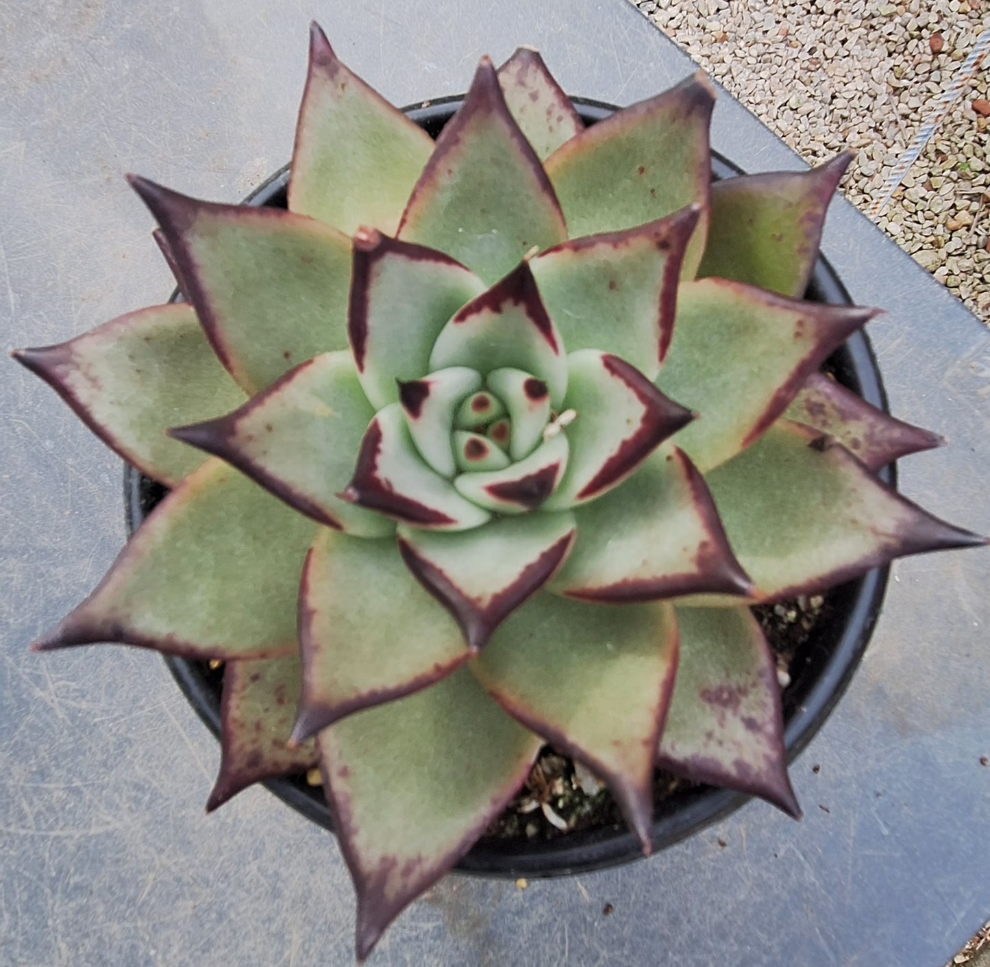 Agavoides Ebony