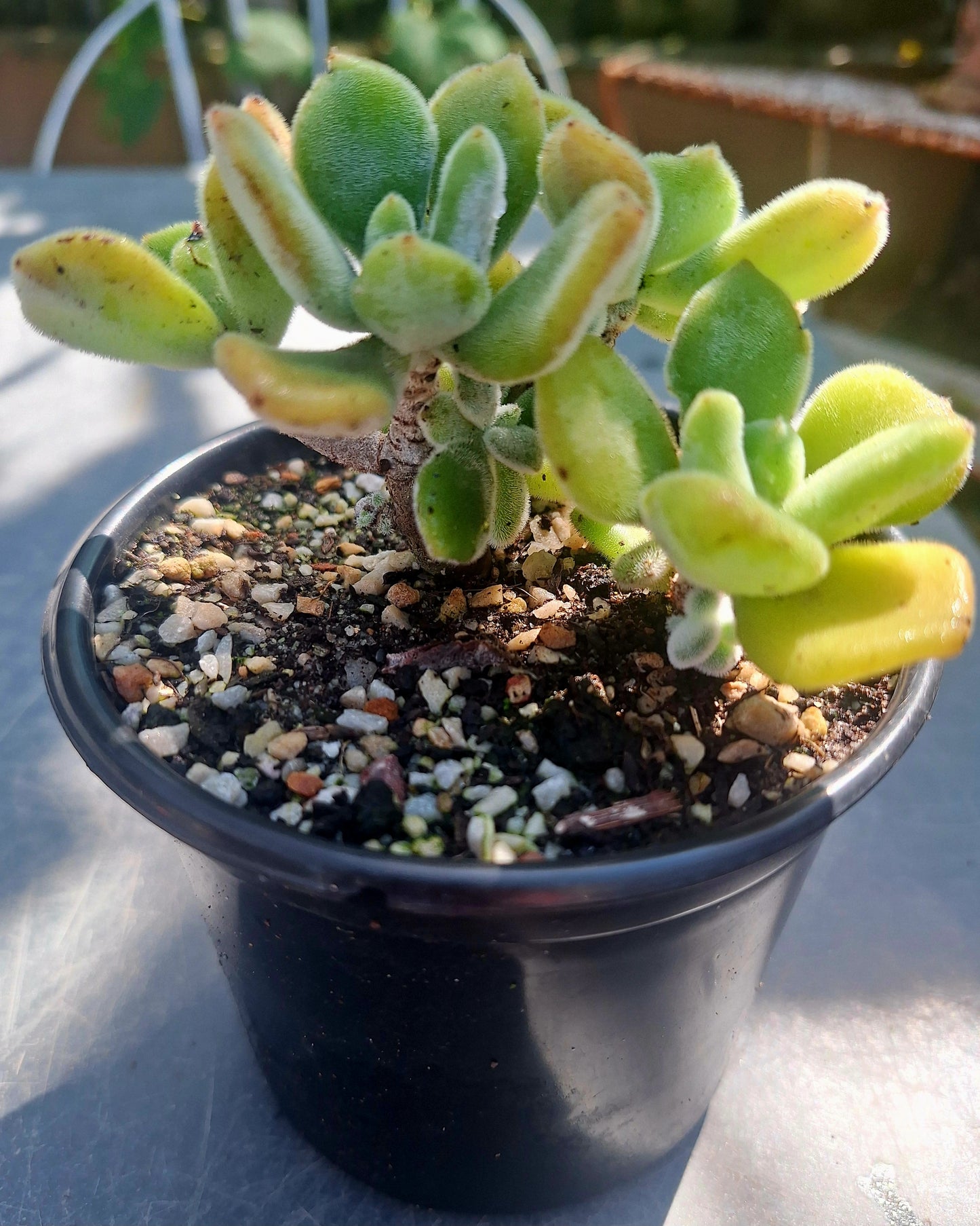 Echeveria Pulvinata Frosty
