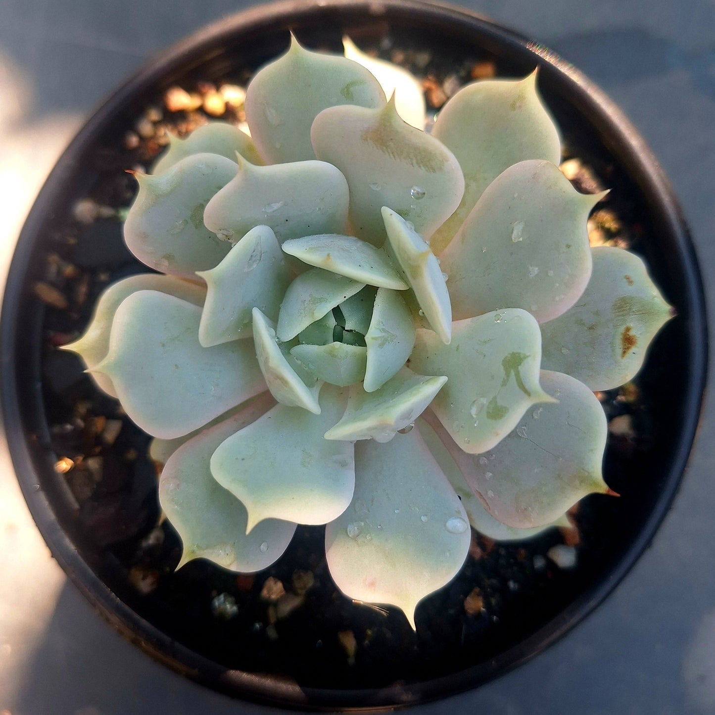 Echeveria Lola