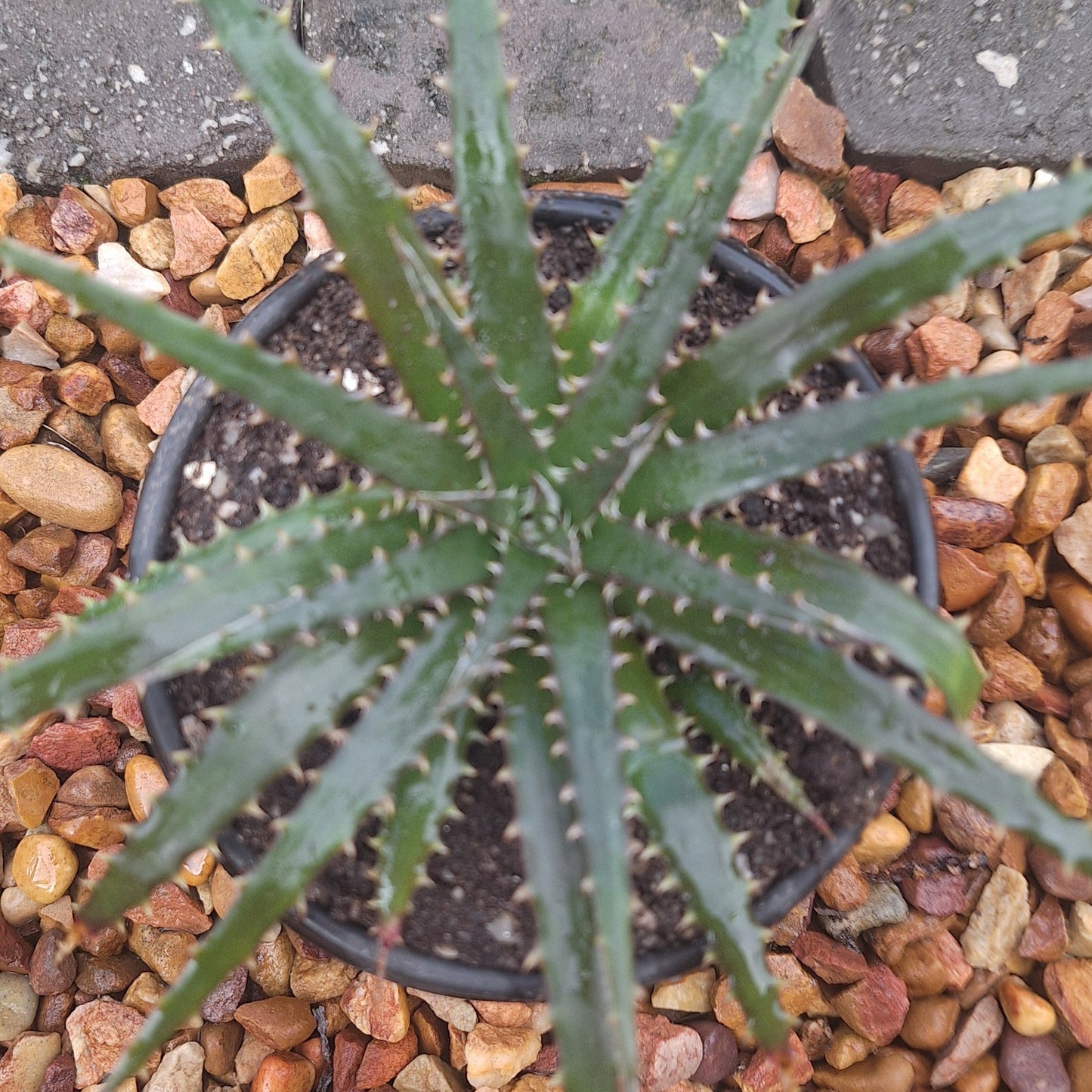 Dyckia 'Brittle Star' | Rare Bromeliad Succulent