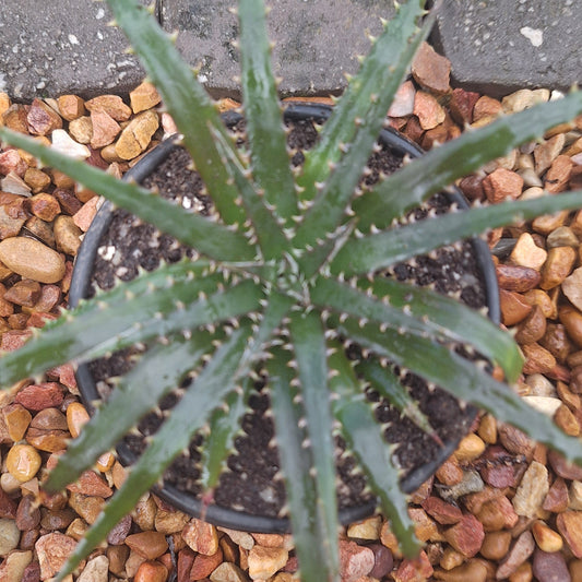 Dyckia 'Brittle Star' | Rare Bromeliad Succulent