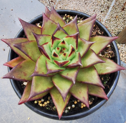 Agavoides Lipstick