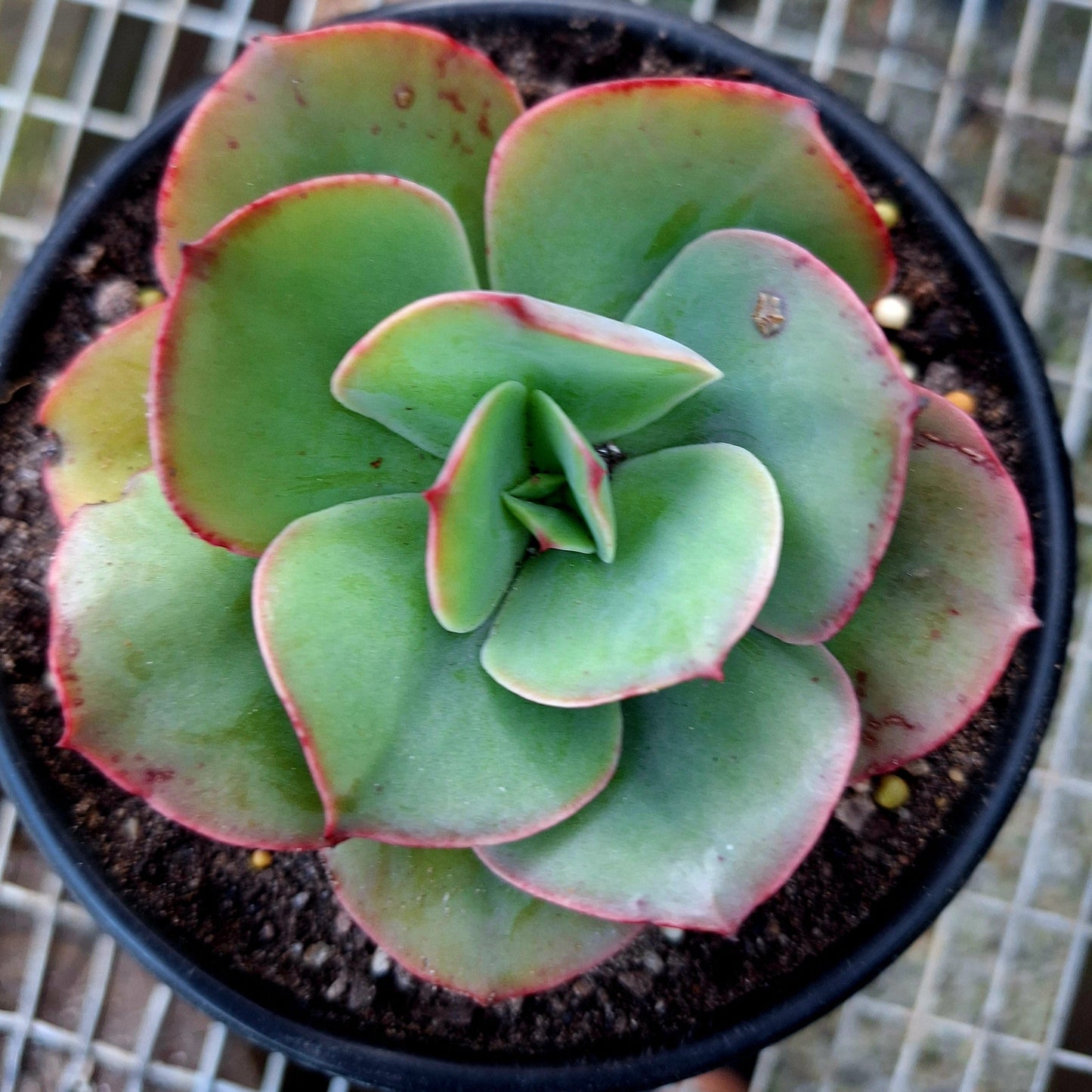 Echeveria Cross Green