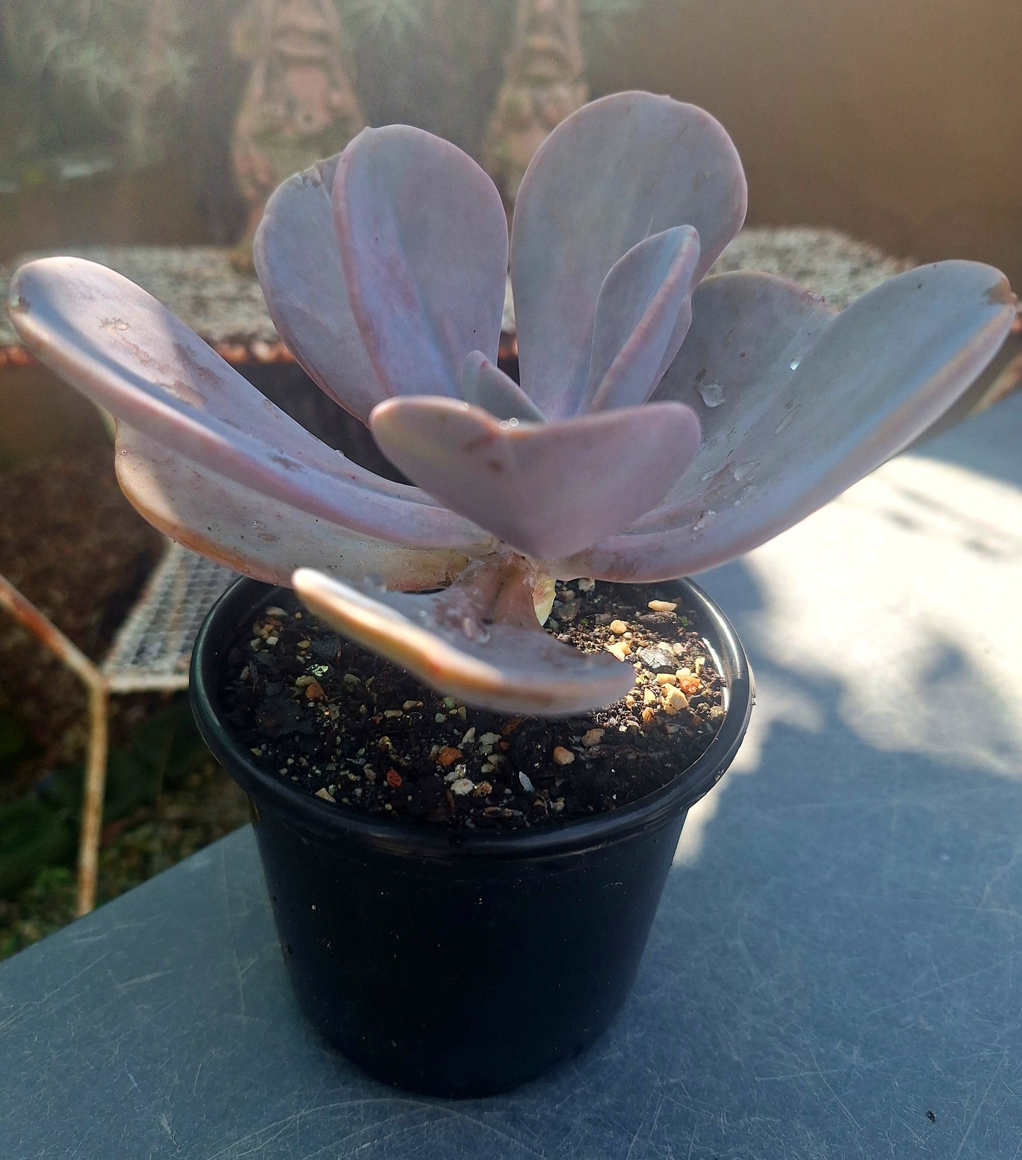 Echeveria Myrtilla