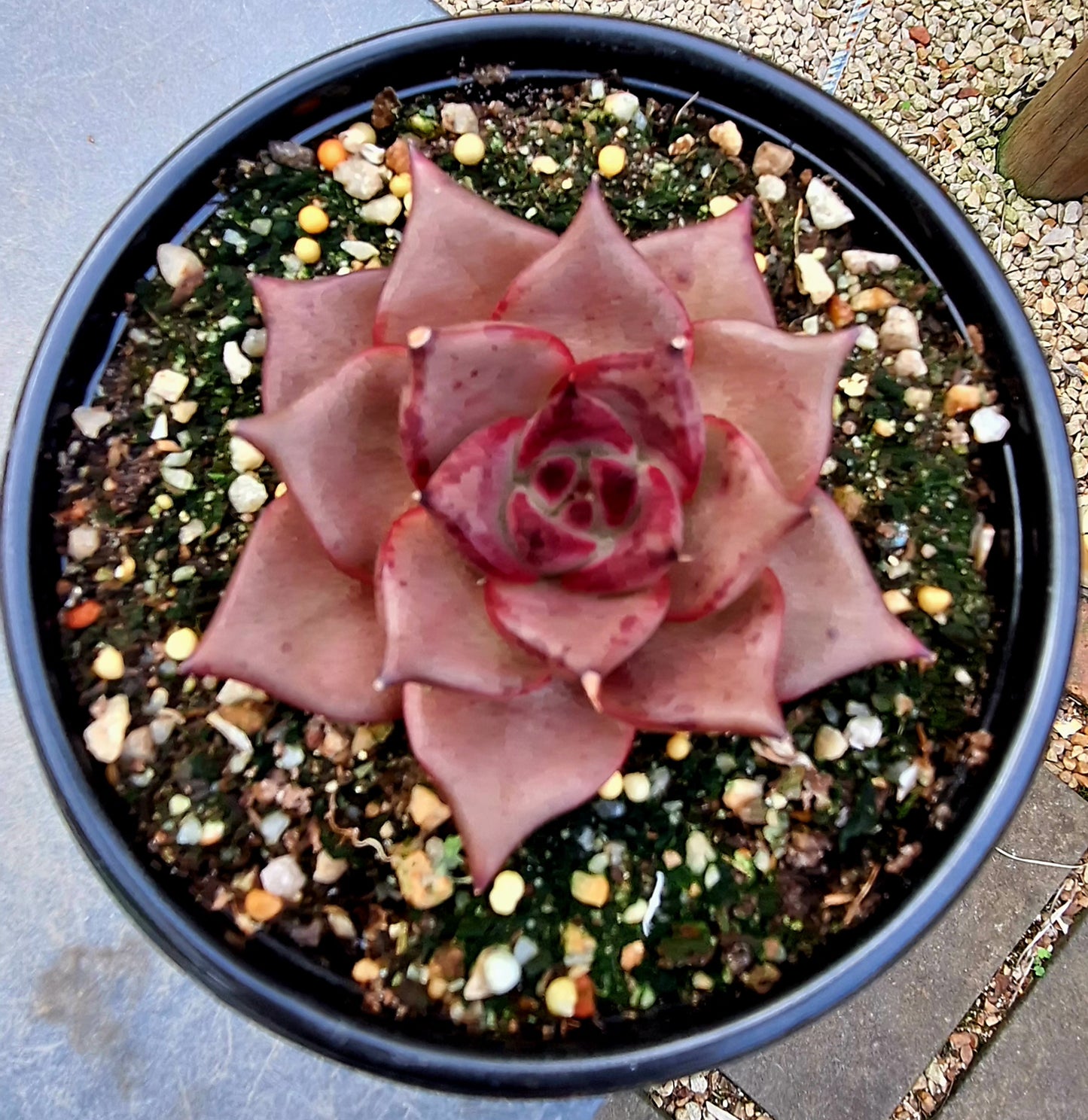 Agavoides Romeo