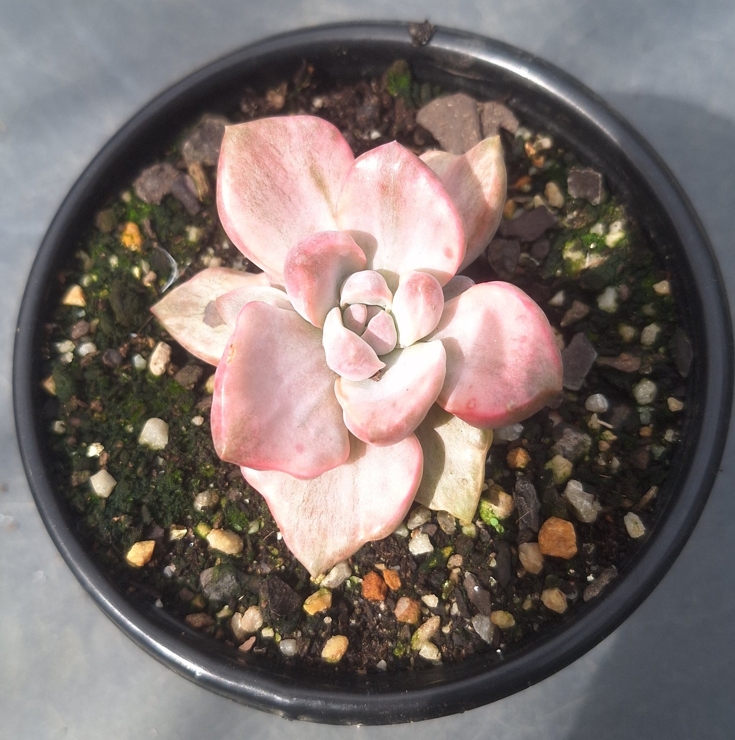 Echeveria Pinky Brocade