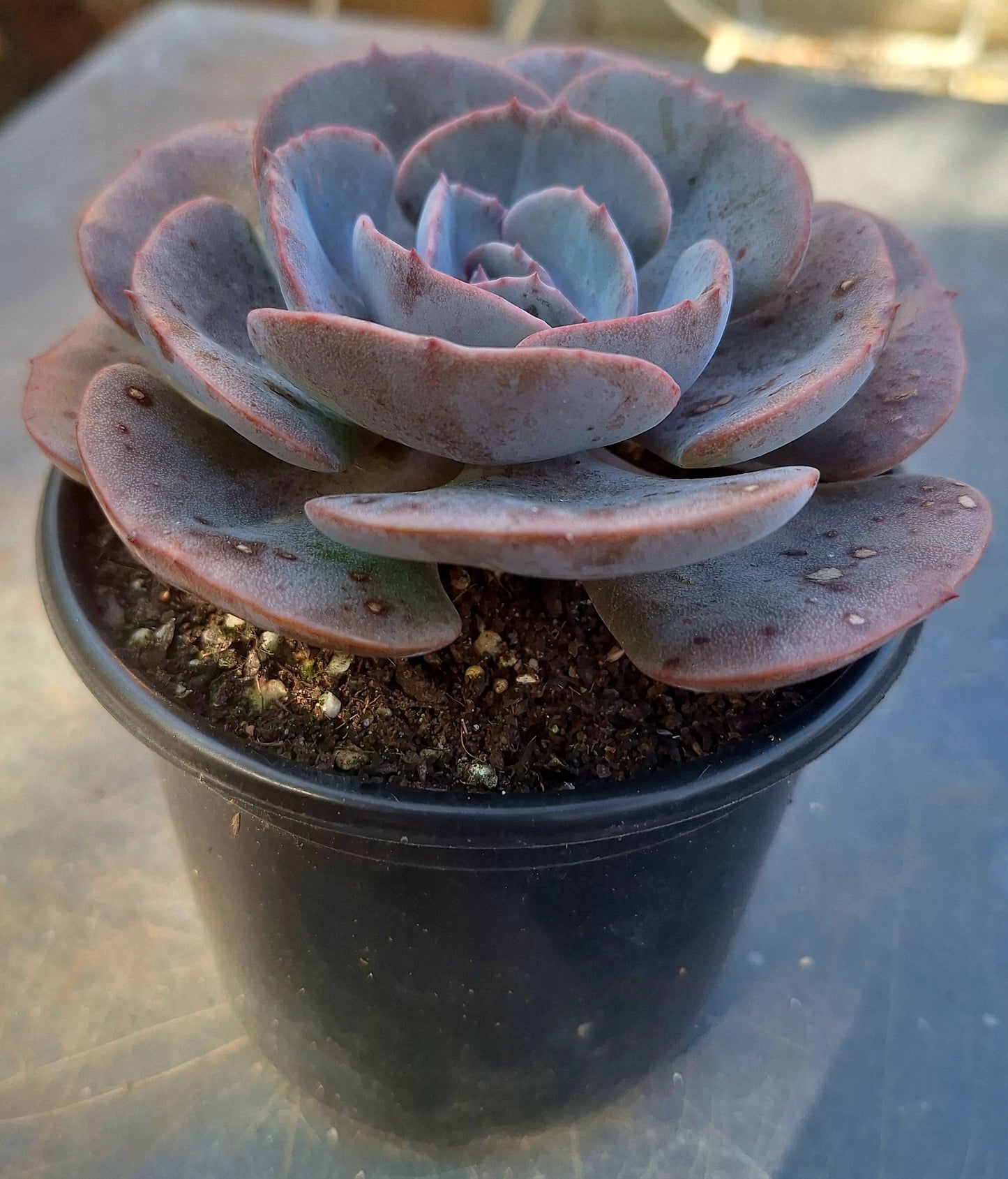 Echeveria Dusty Rose