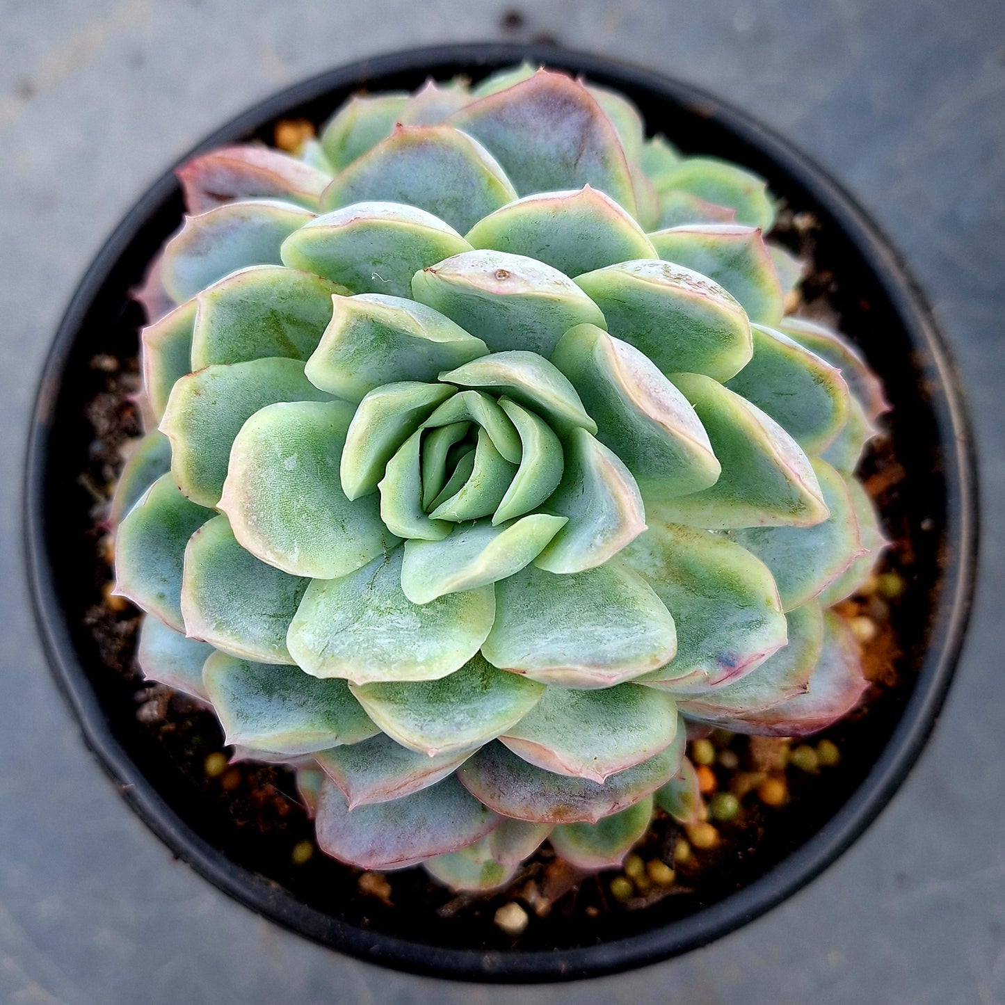 Echeveria Elegance