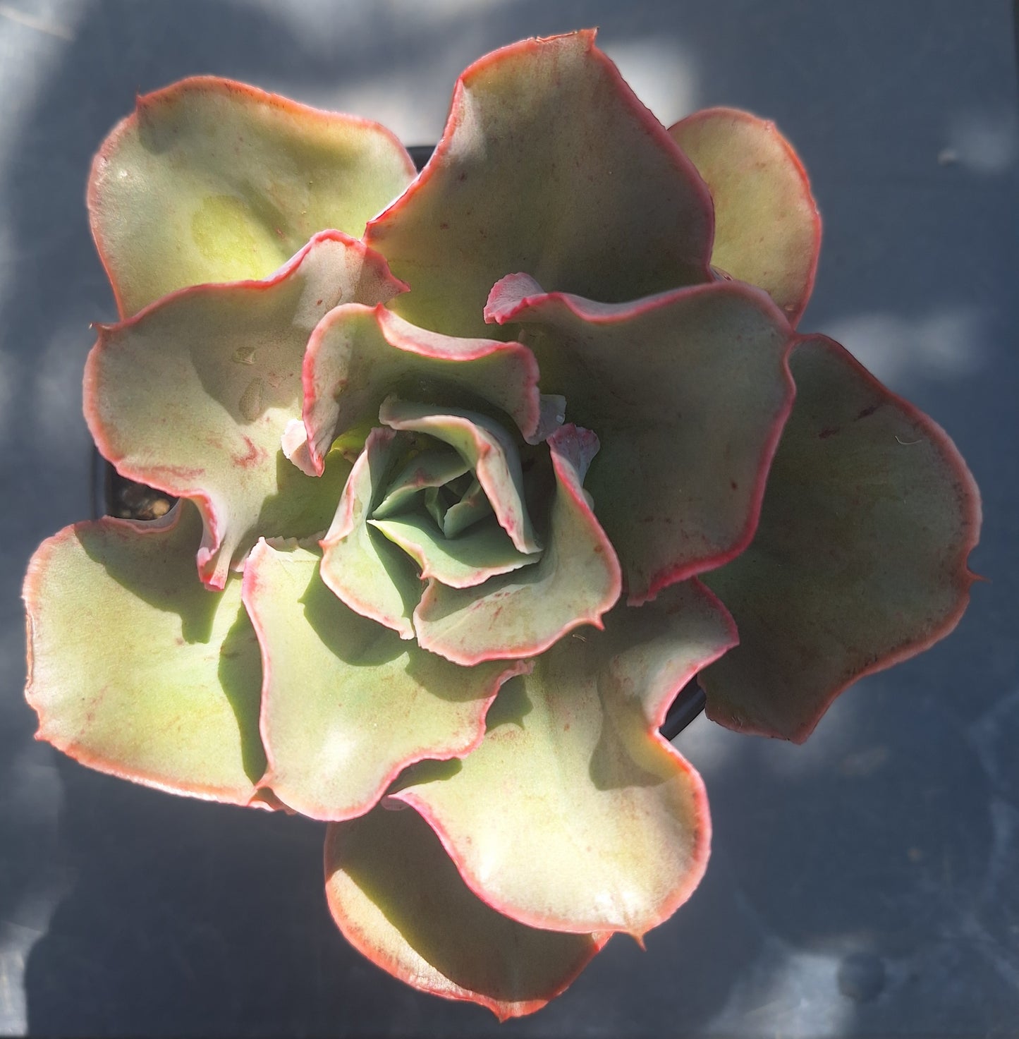 Echeveria Mingsong | Rare Collectors