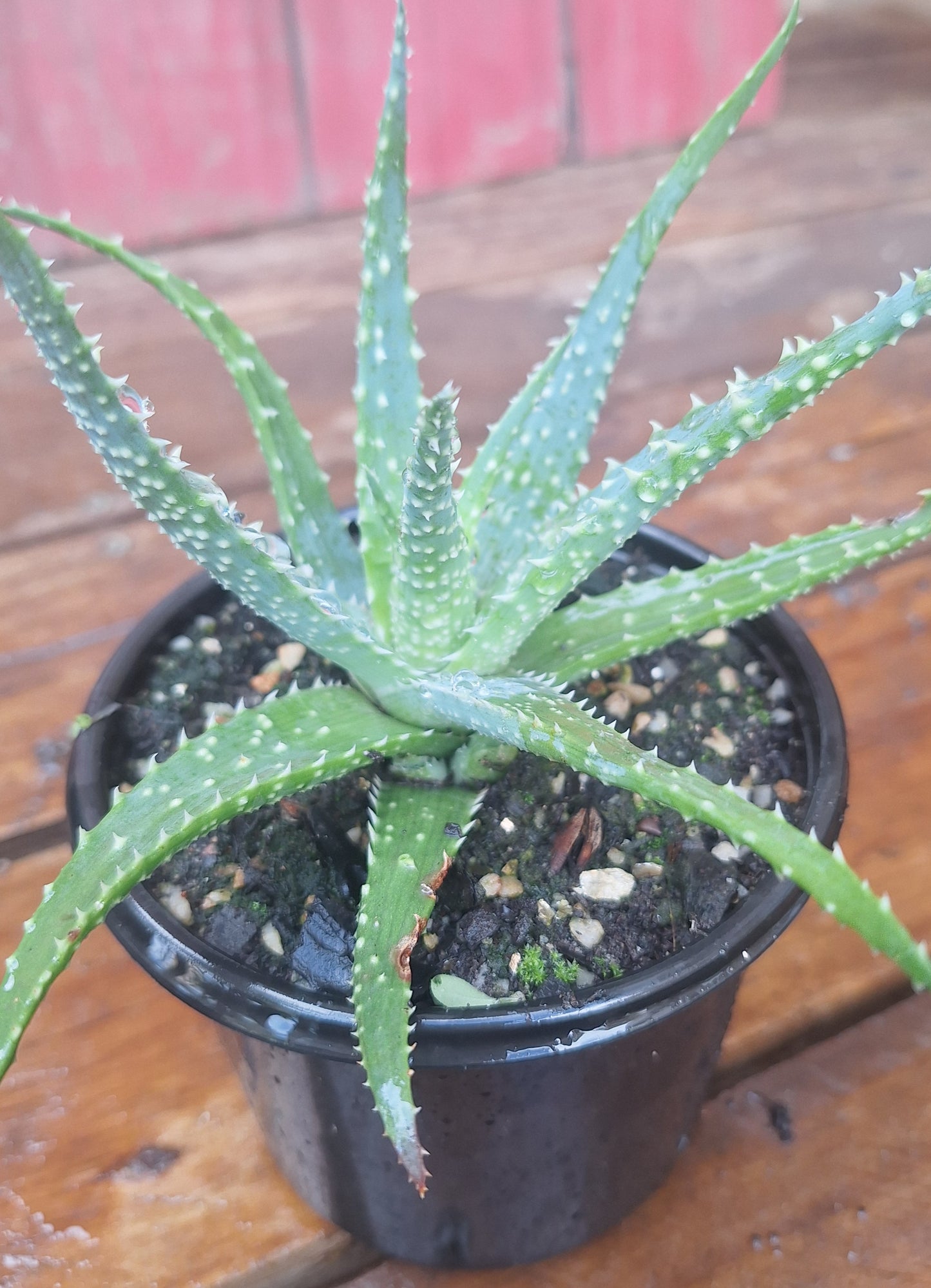 Snowflake Aloe | Aloe rauhii