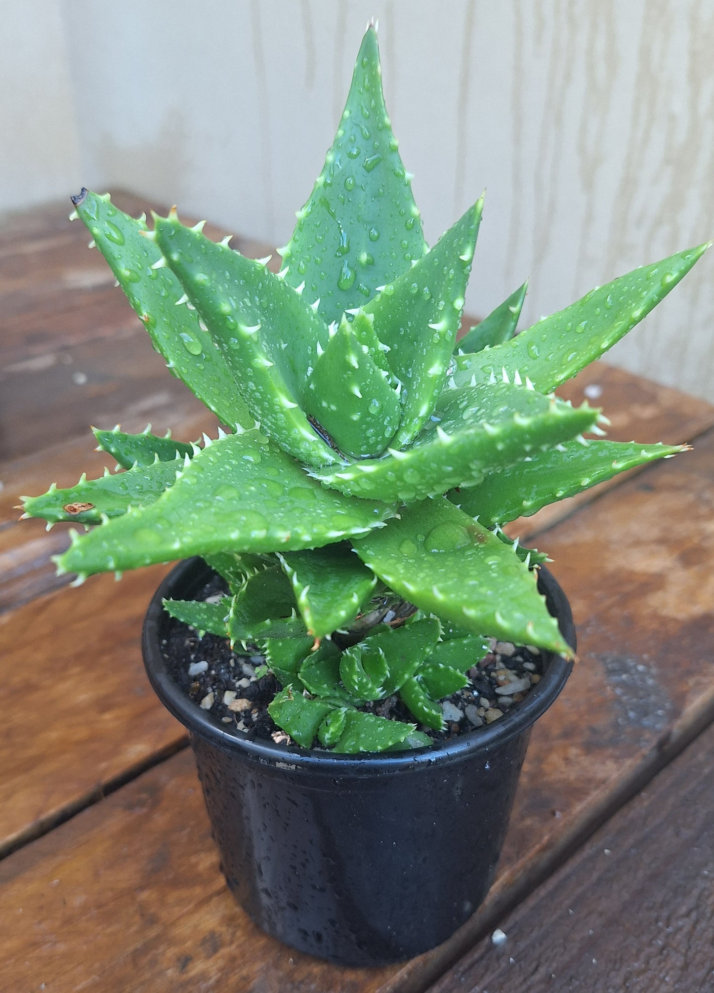 Aloe x Nobilis
