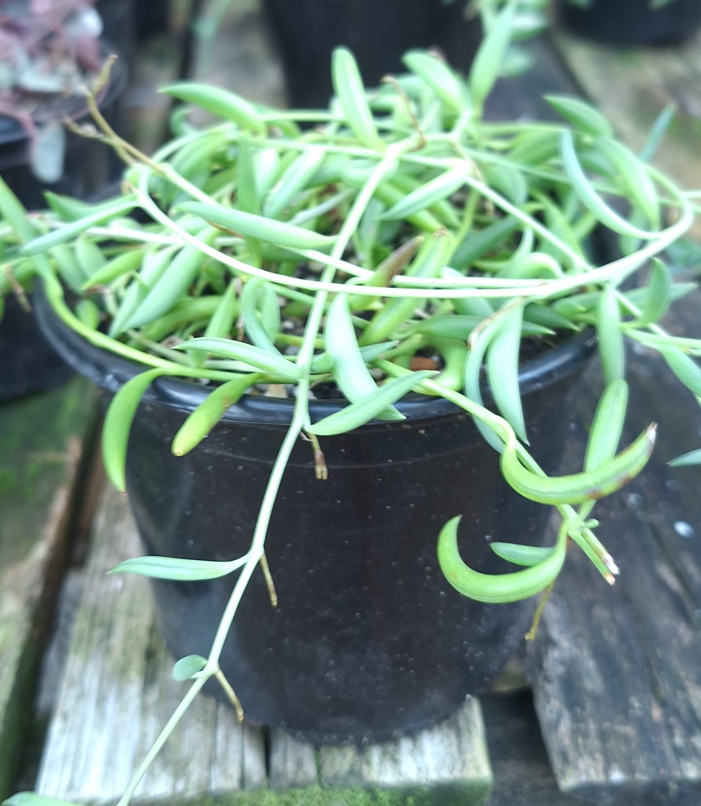 String of Fishhooks / Banana