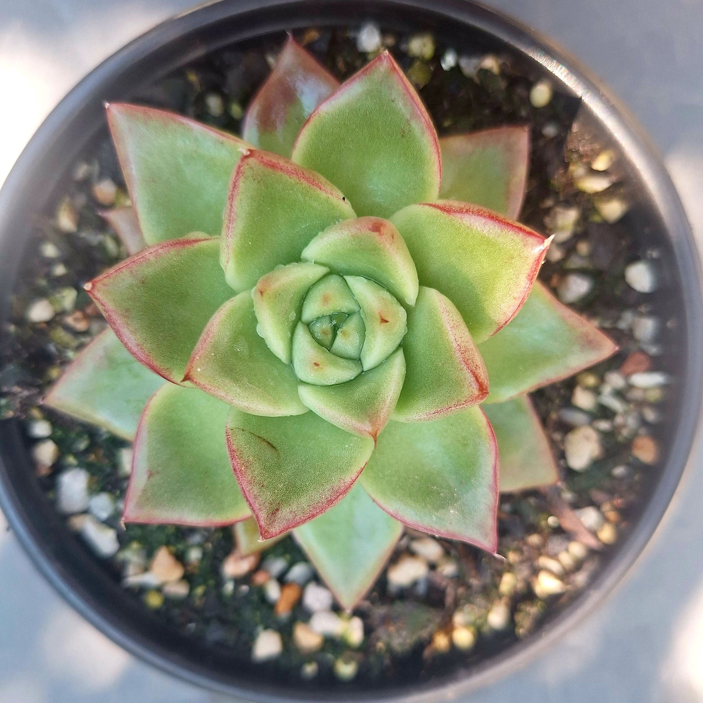 Echeveria Dream Queen