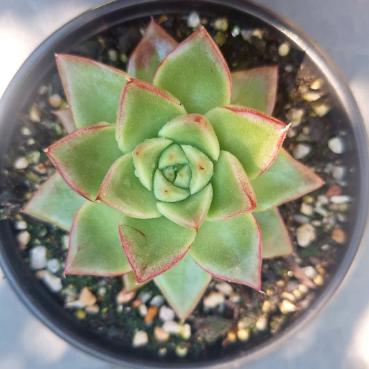 Echeveria Dream Queen