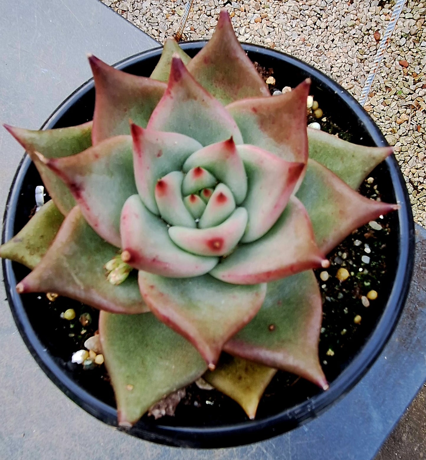 Agavoides  Hybrid Pink