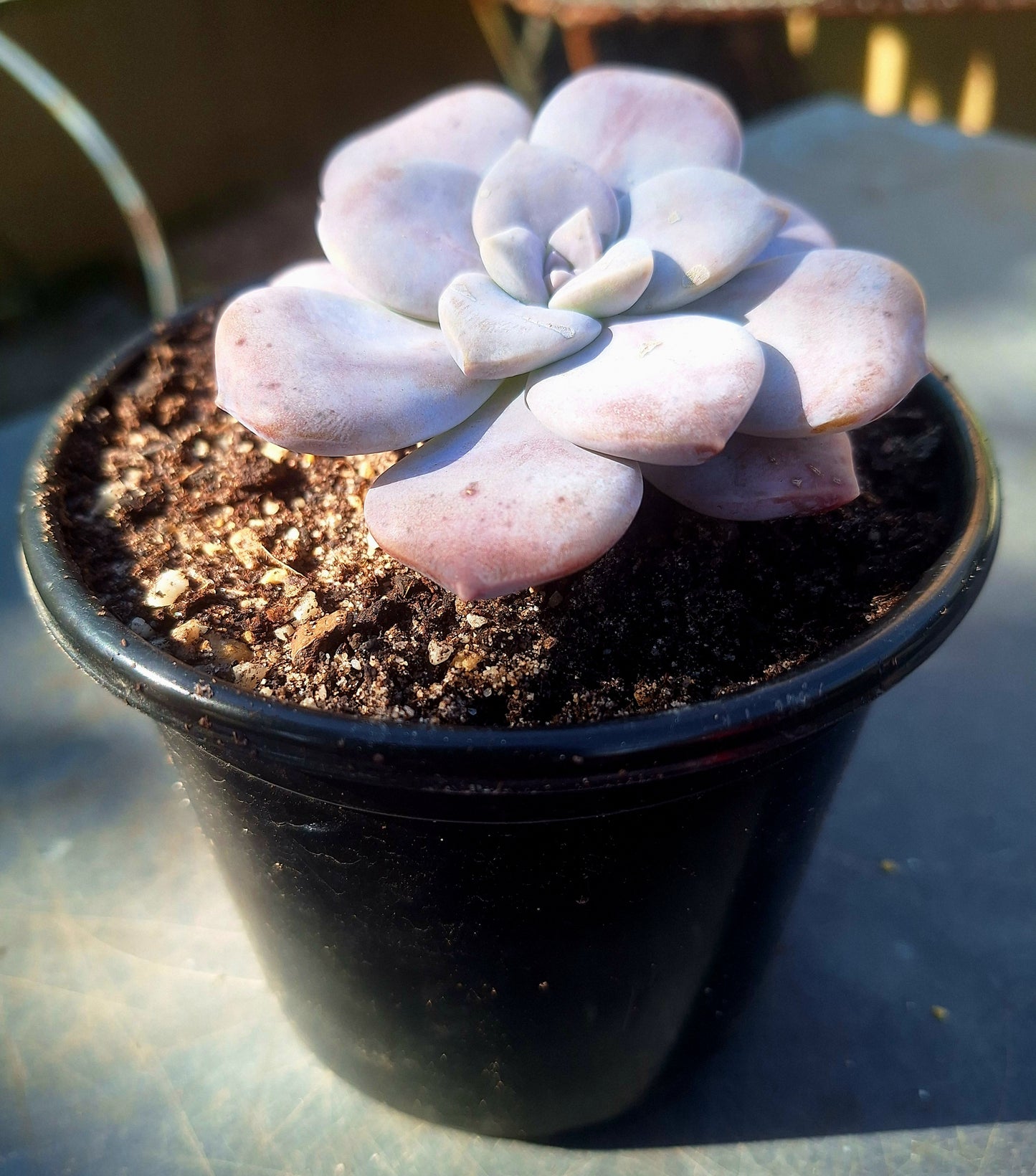 Echeveria Superbum