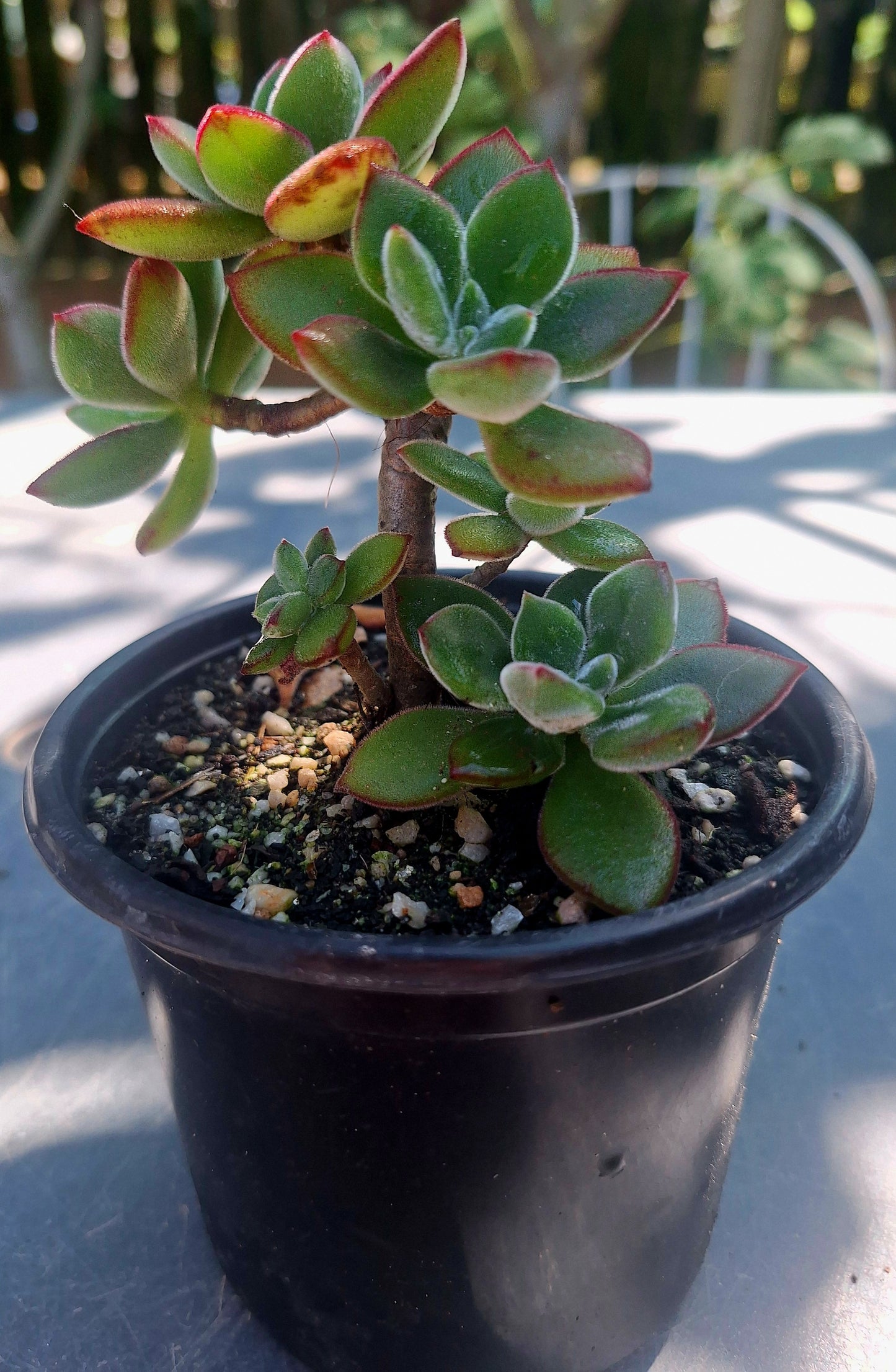 Echeveria Harmsii Red velvet Cluster
