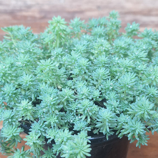 Sedum Stonecrop