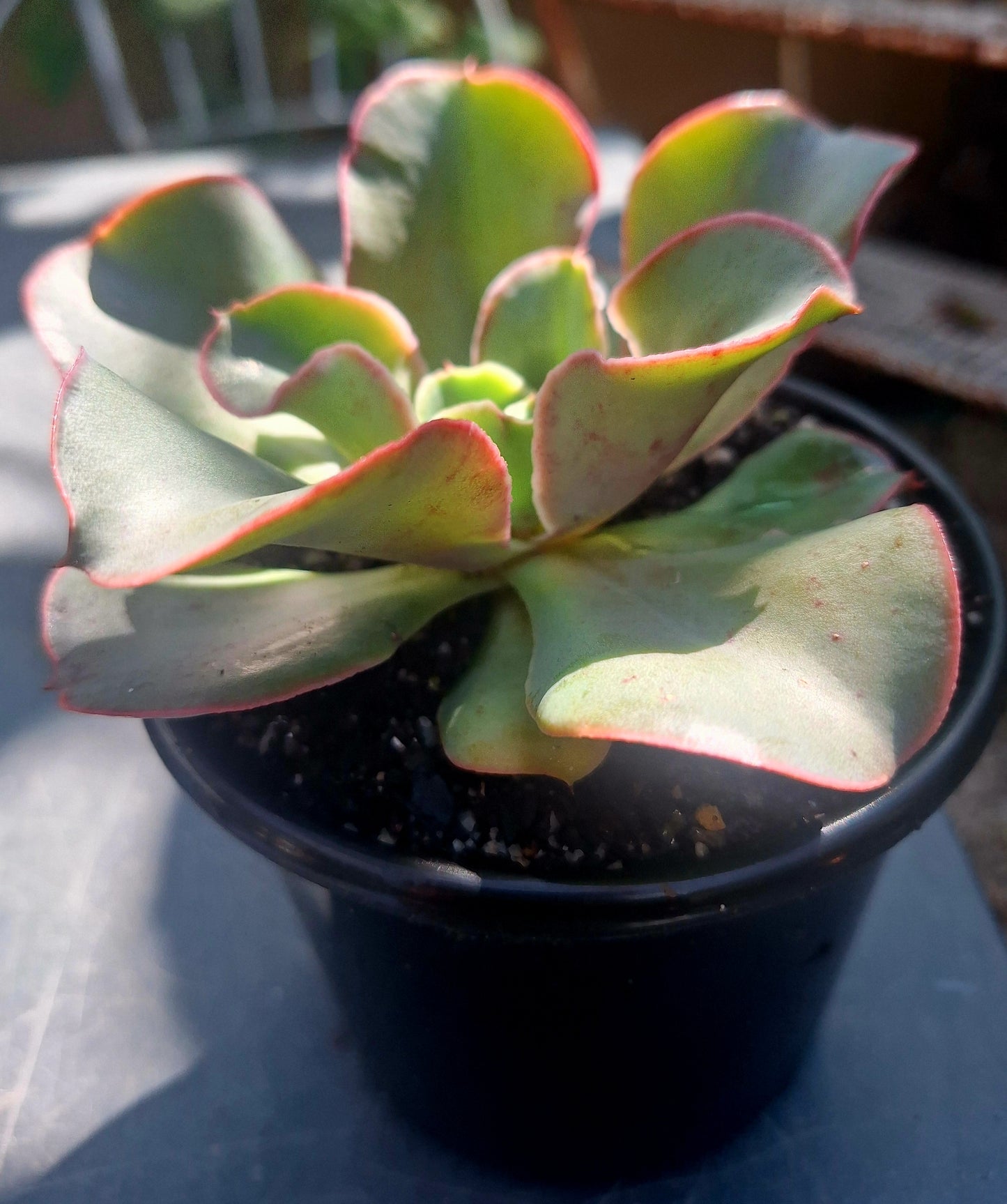 Echeveria Mingsong | Rare Collectors