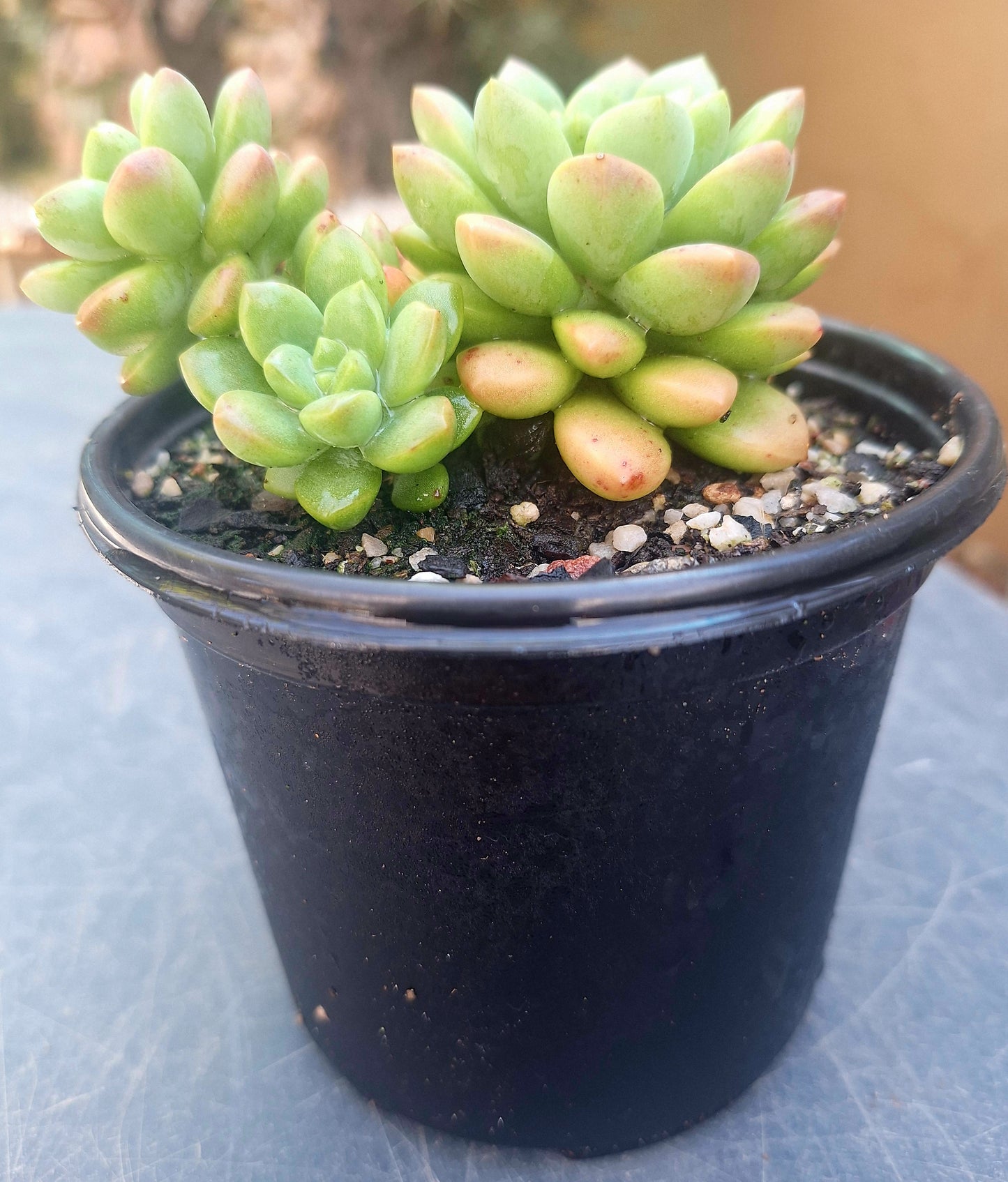 Echeveria Orange Cluster