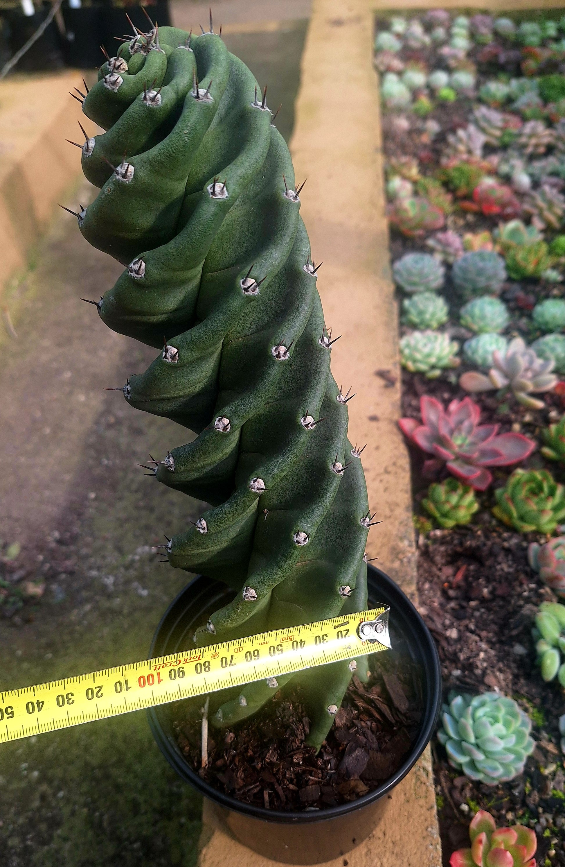 Spiral Cactus Cereus forbesii Spiralis rare architectural cactus South Africa – Botanical at Nine
