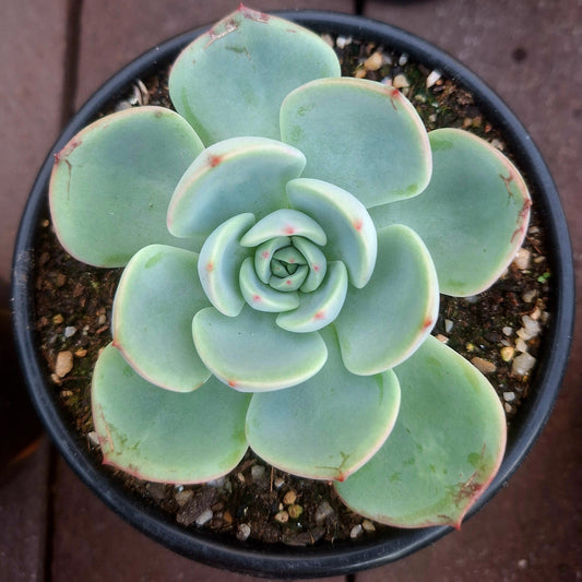 Echeveria Salmon