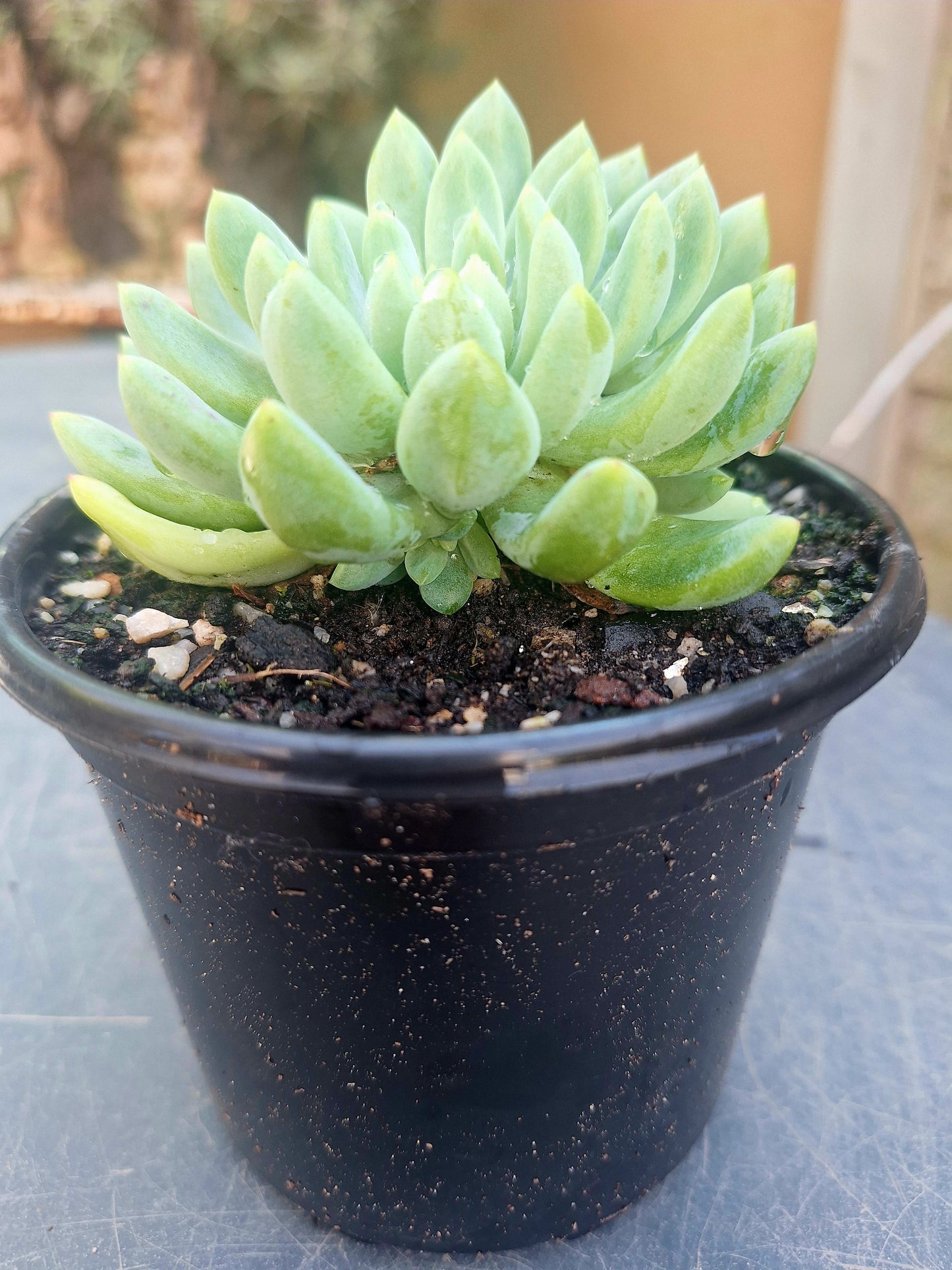Sedum ‘Blue Elf’
