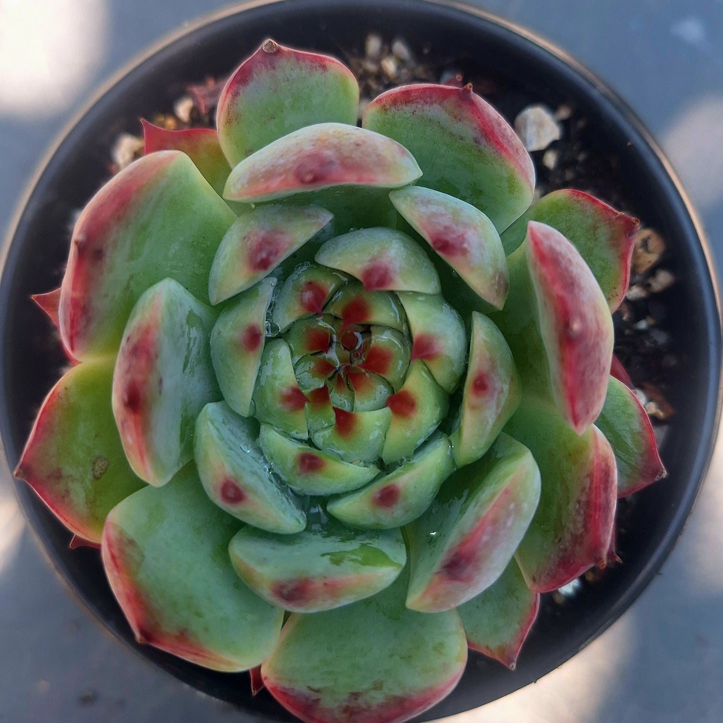 Echeveria Chihuahuensis