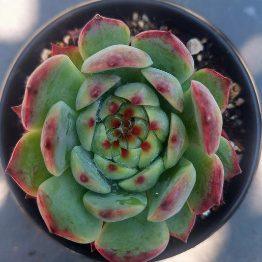 Echeveria Chihuahuensis