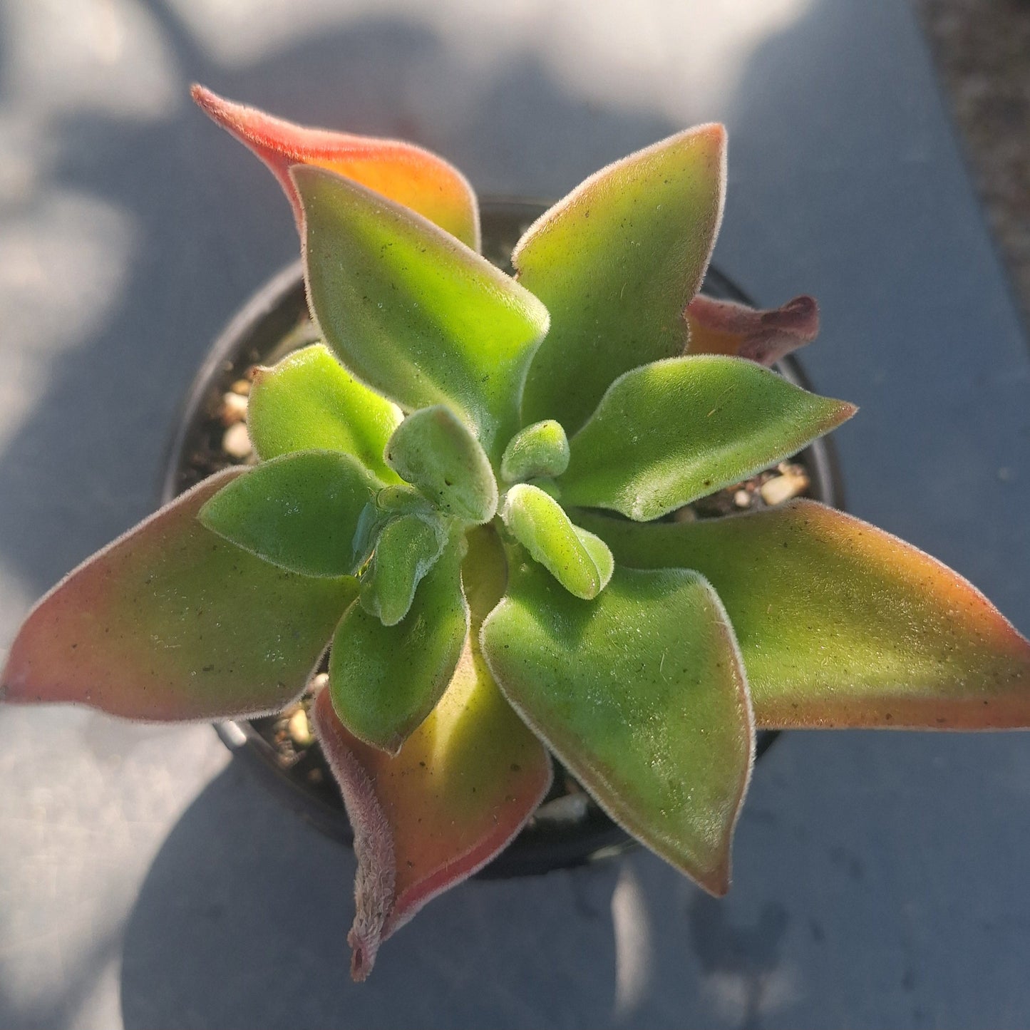 Echeveria Harmsii Ruby Slipper