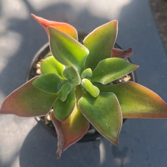 Echeveria Harmsii Ruby Slipper