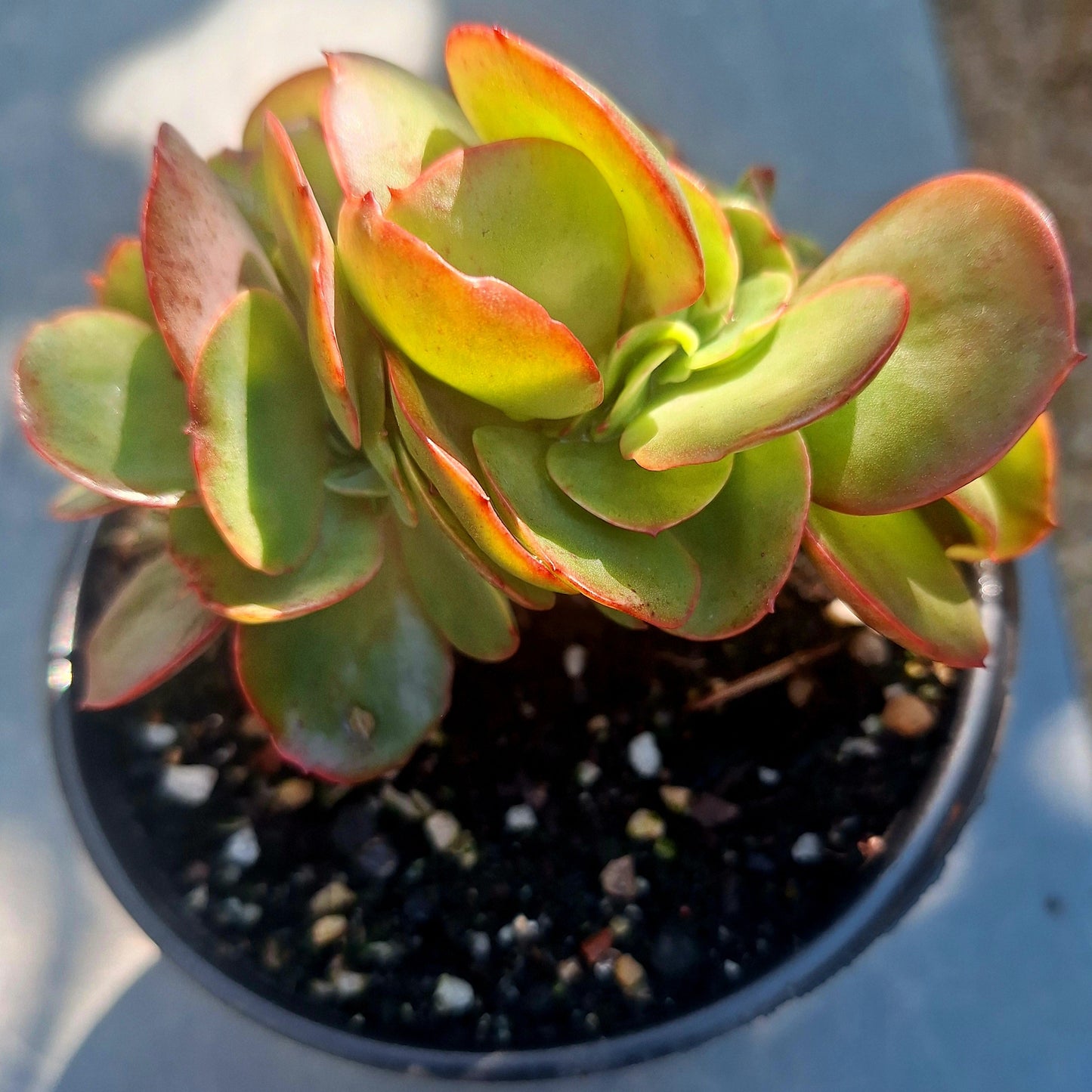 Echeveria Korea Red Cristata Rare Collector